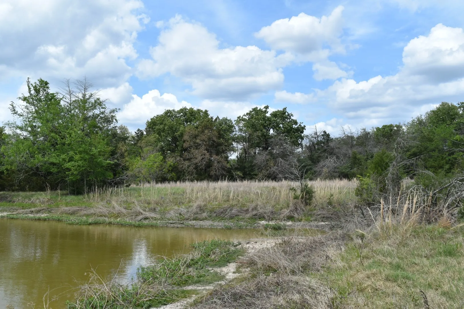 View of pond with trees