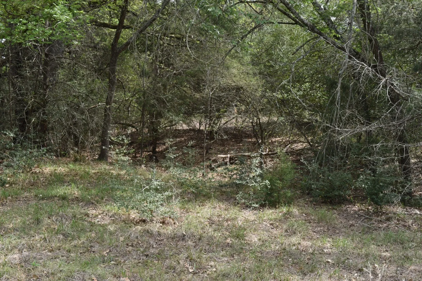 View of tree filled area
