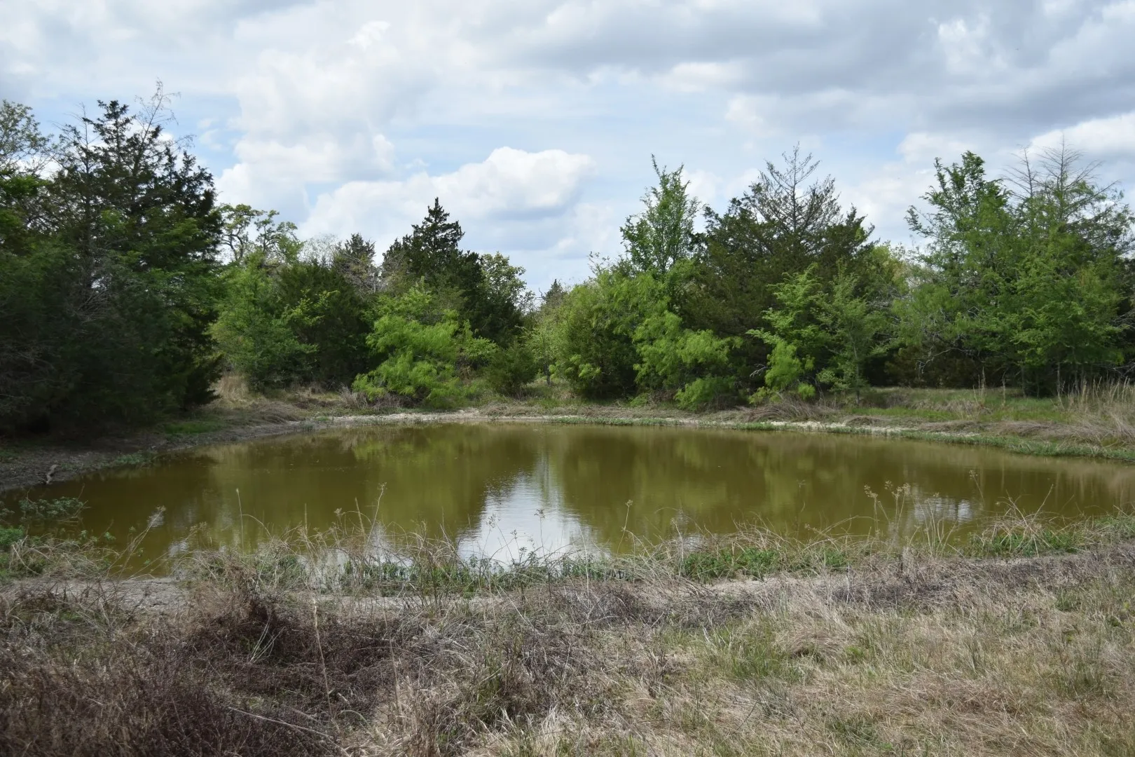 View of pond with trees