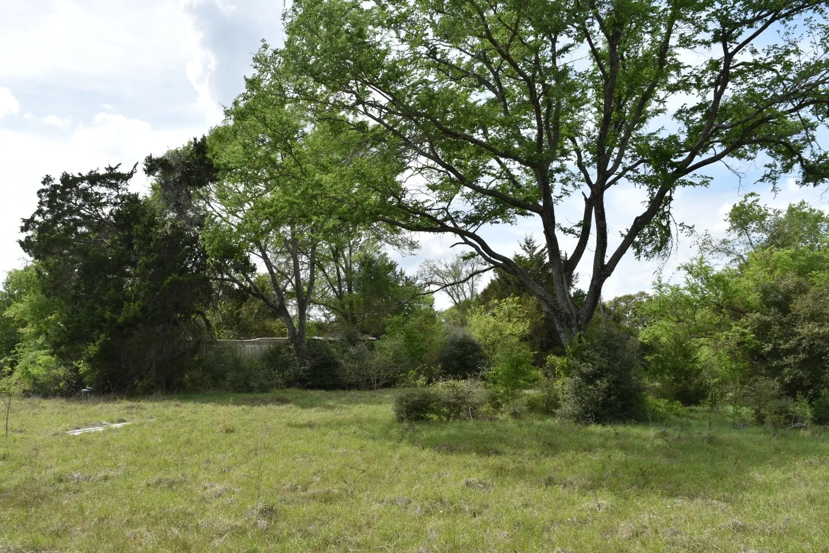 View of tree filled area