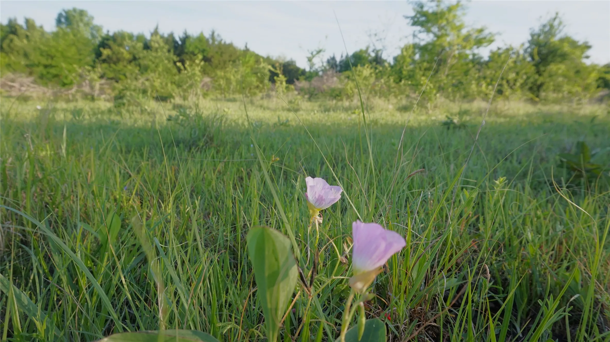 Unimproved Land For Sale in Grayson County , TBD Lot 1-2 Adams Road, Sherman, Texas 75090, 0, 0, Garage spaces, 0 Sqft, built in 0, mls#21224200, Real Estate Agent in Sherman, Homes For Sale in Grayson county, Homes For Sale in Sherman, Realtor in Sherman Texas, Real Estate Brokerage Independent Realty Texas, Luminita Cordes Realtor