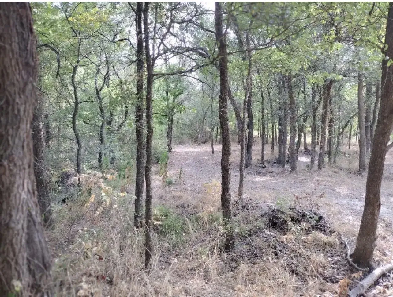View of wooded area