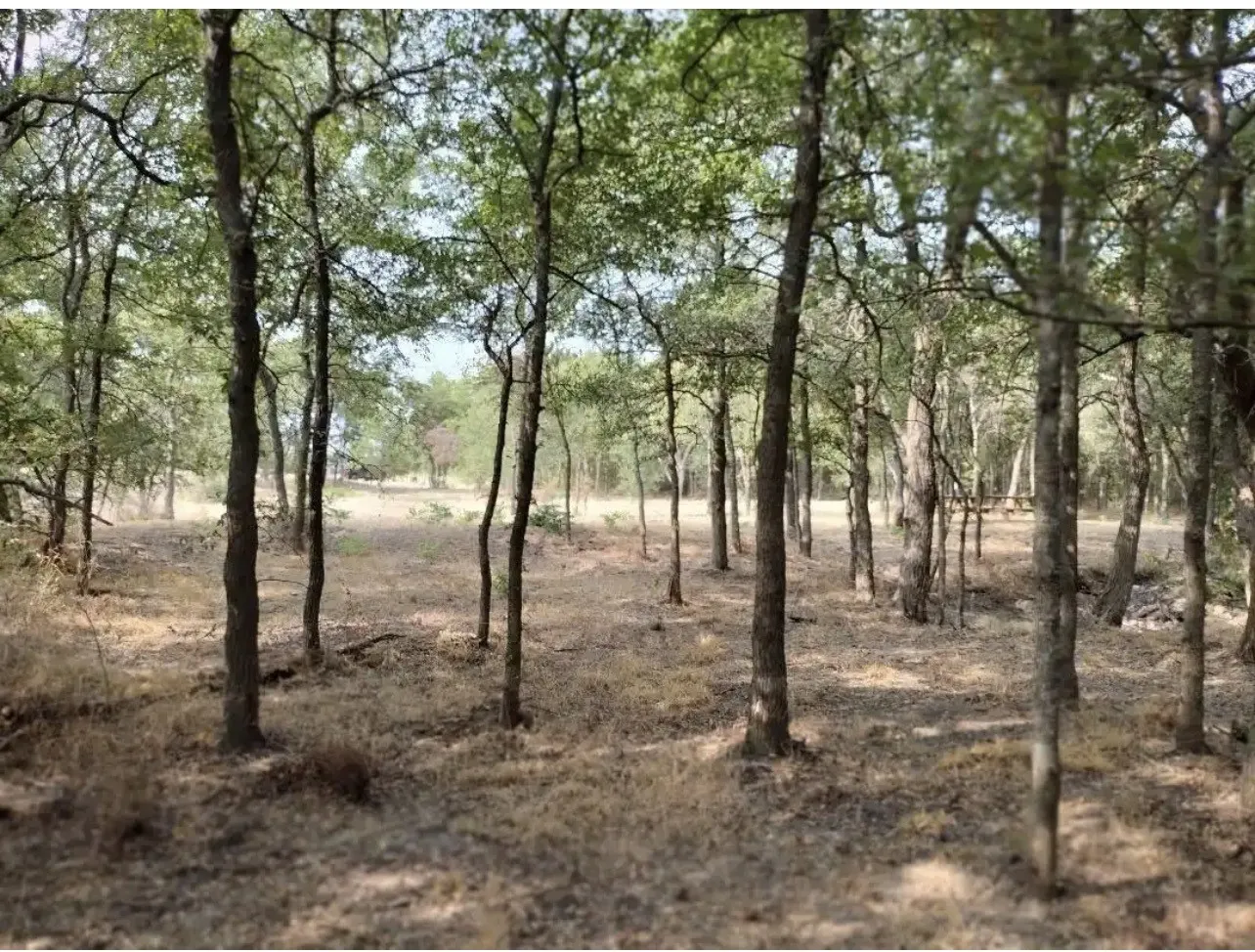 View of nature