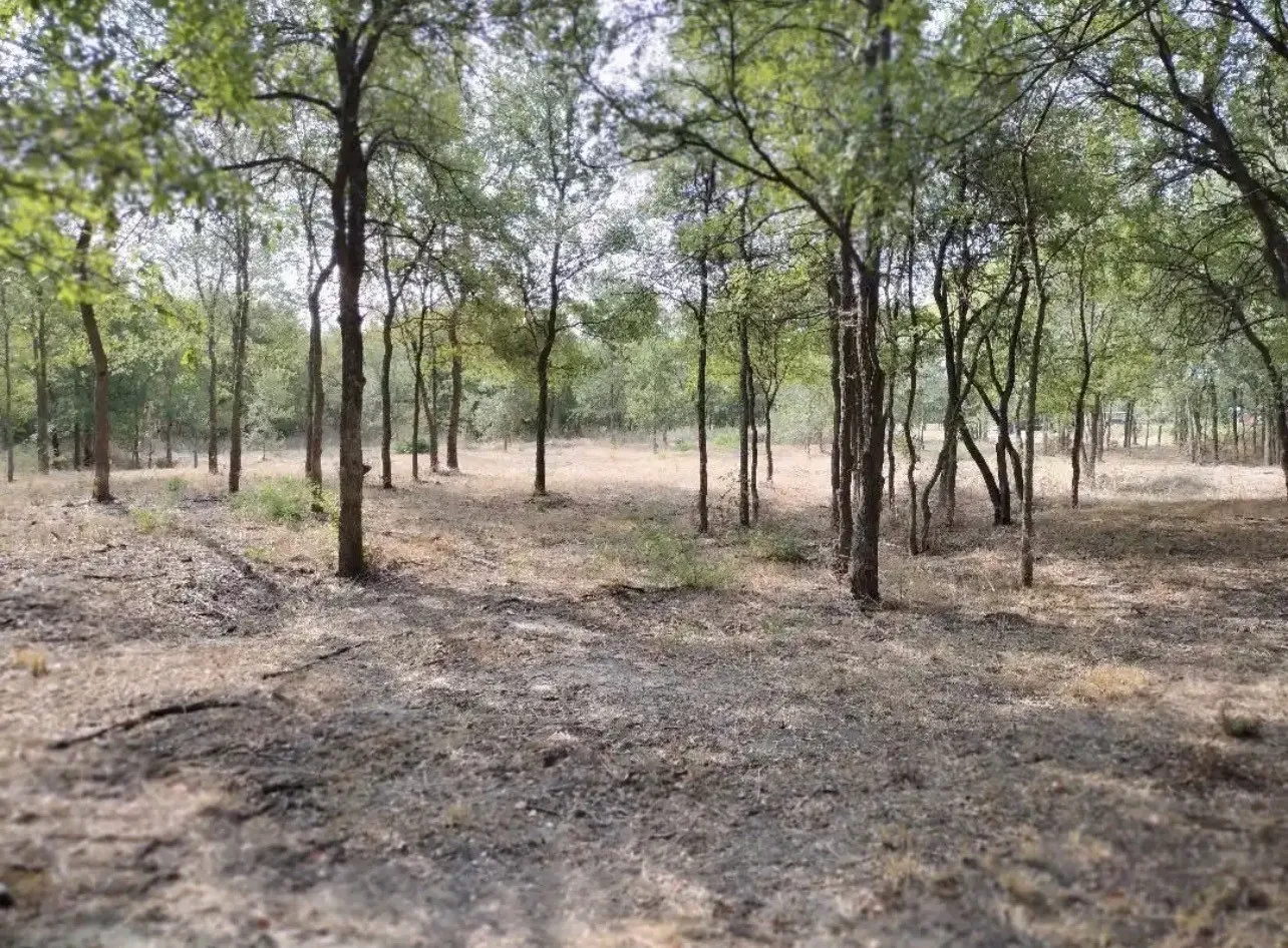 View of local wilderness
