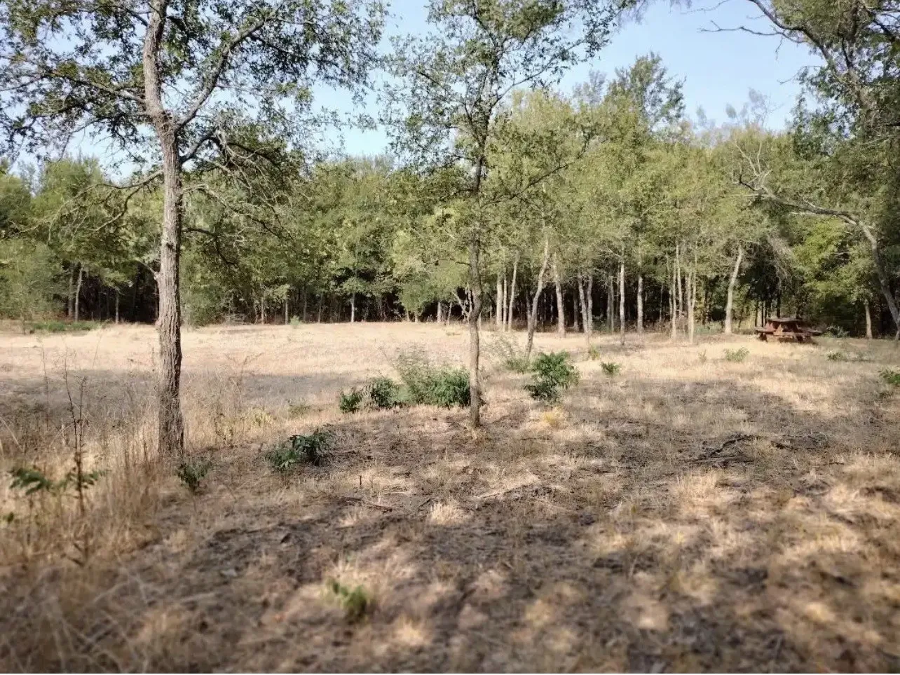 View of local wilderness