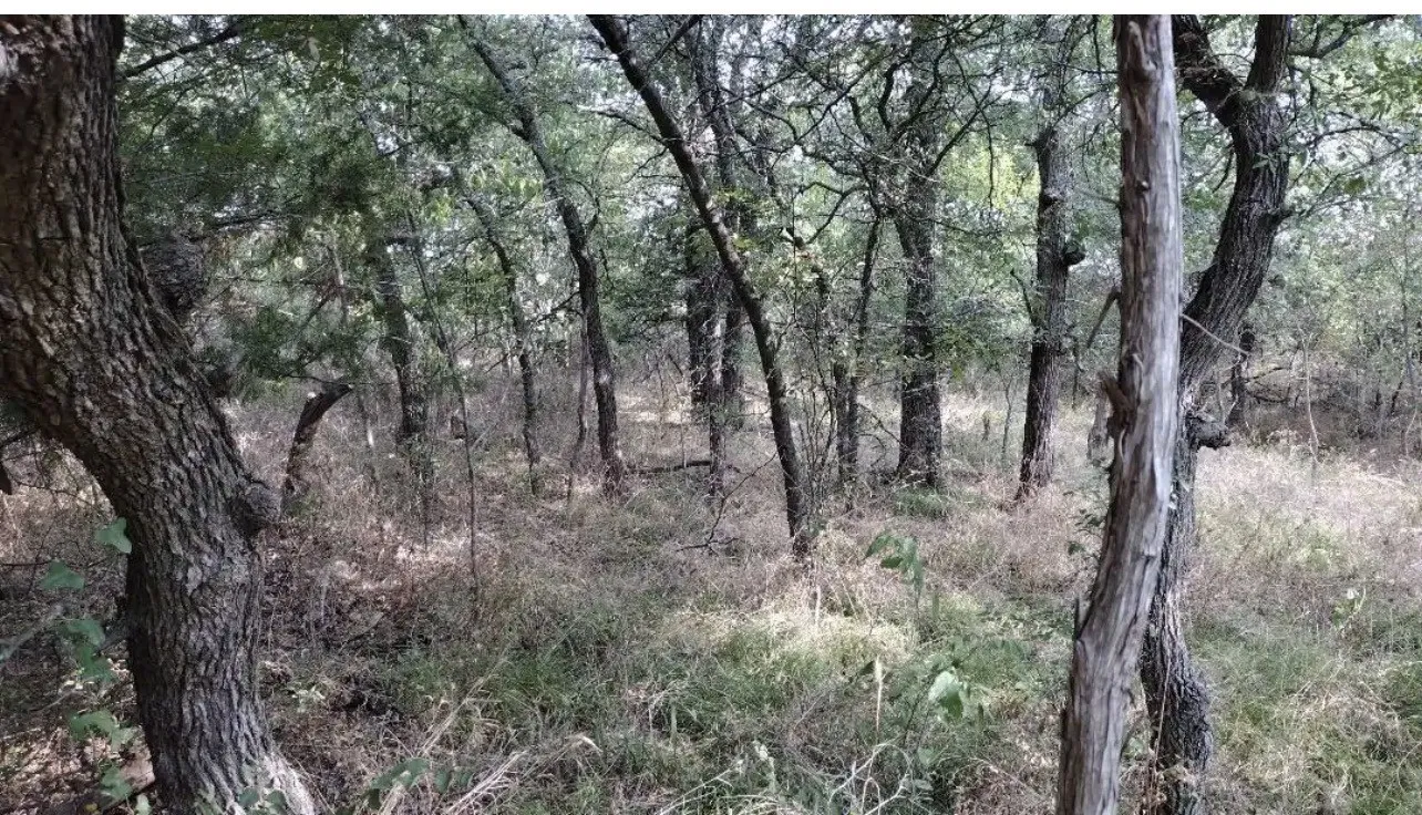 View of woods