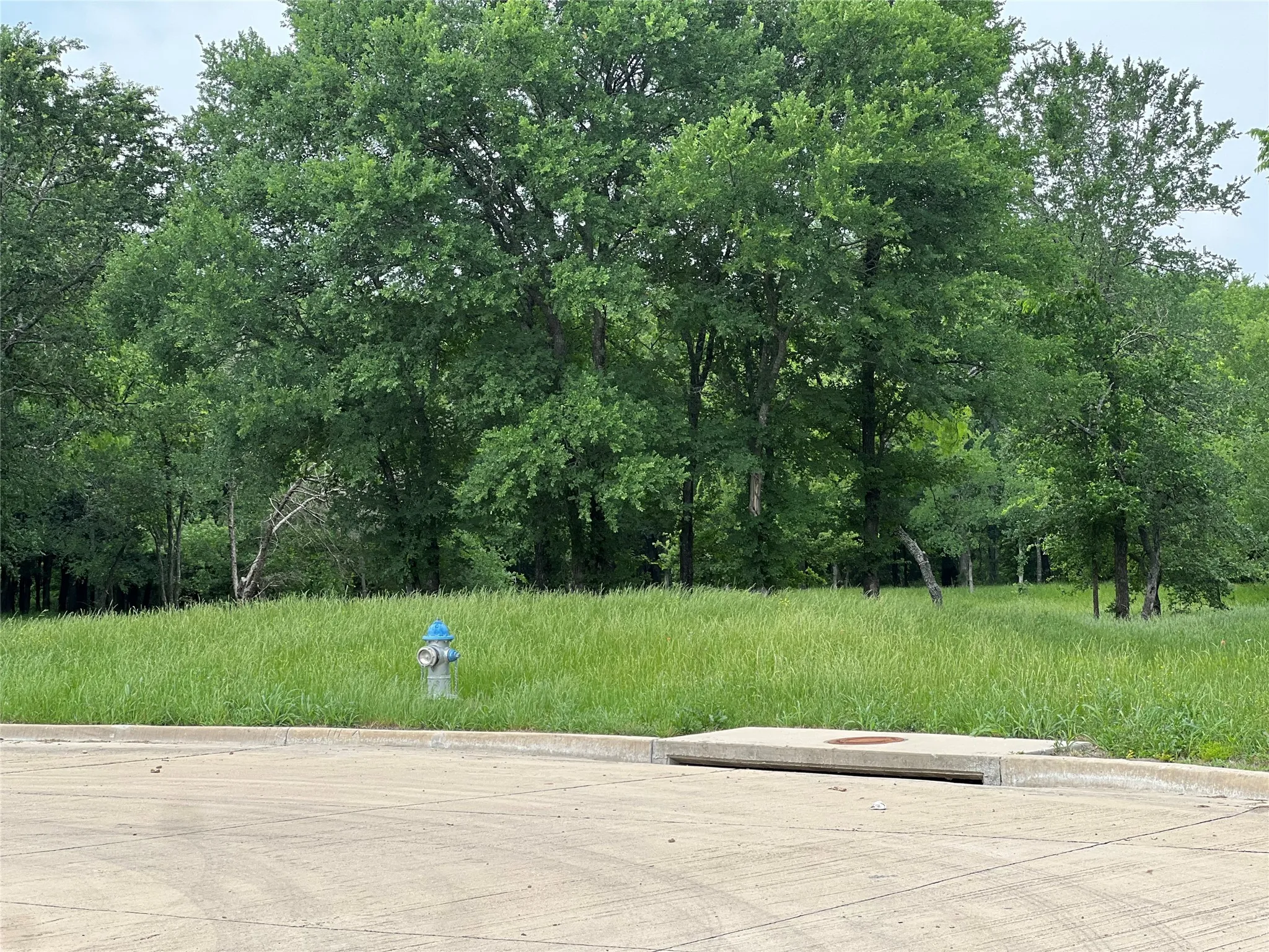 Expansive green space featuring mature trees and lush grass