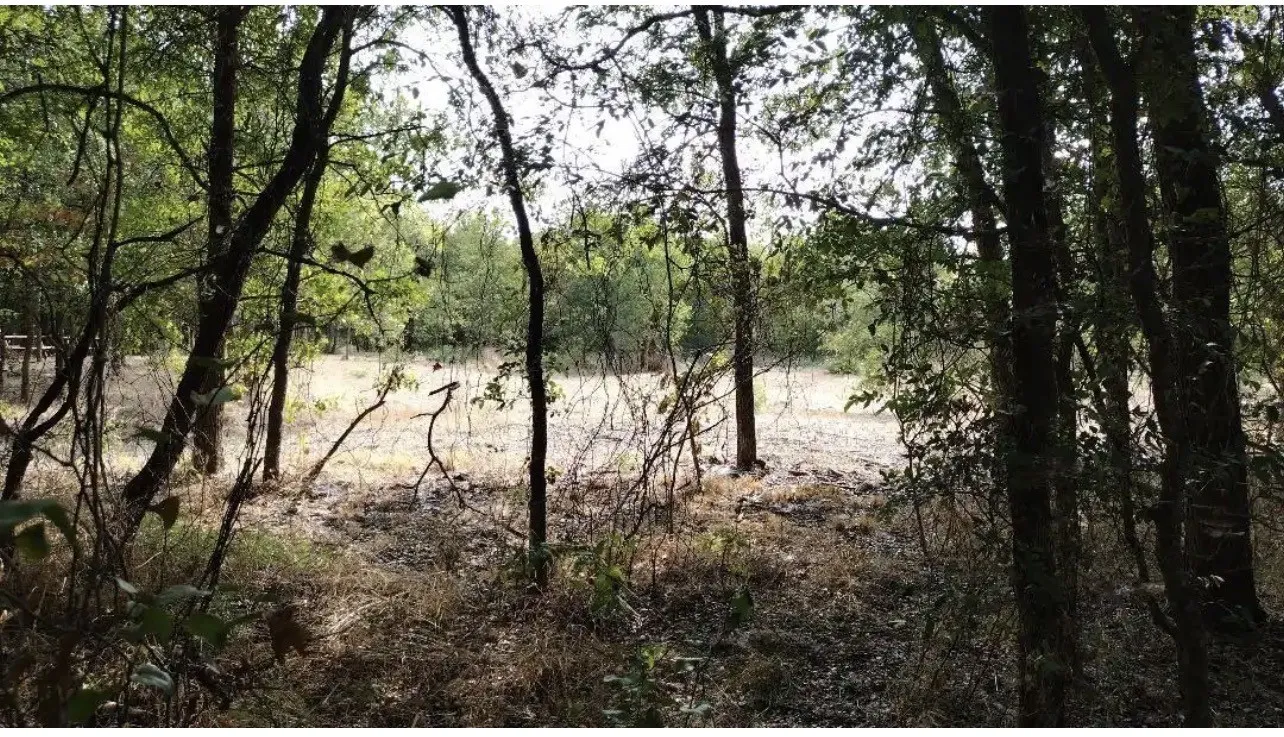 View of nature