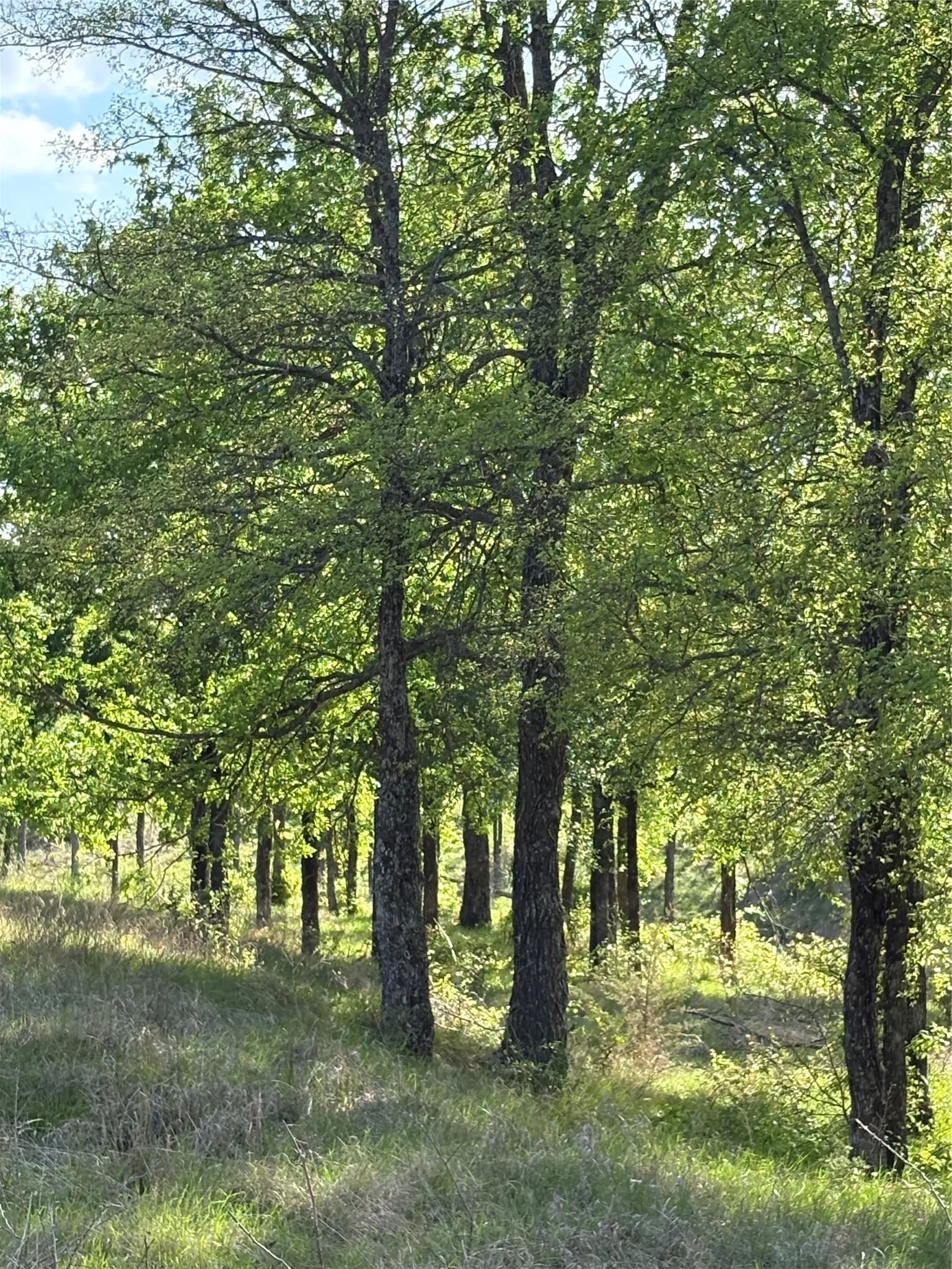 Improved Land For Sale in Comanche County , TBD Whitetail Springs Lane, Gustine, Texas 76455, 0, 0, Garage spaces, 0 Sqft, built in 0, mls#21222490, Real Estate Agent in Gustine, Homes For Sale in Comanche county, Homes For Sale in Gustine, Realtor in Gustine Texas, Real Estate Brokerage Independent Realty Texas, Luminita Cordes Realtor