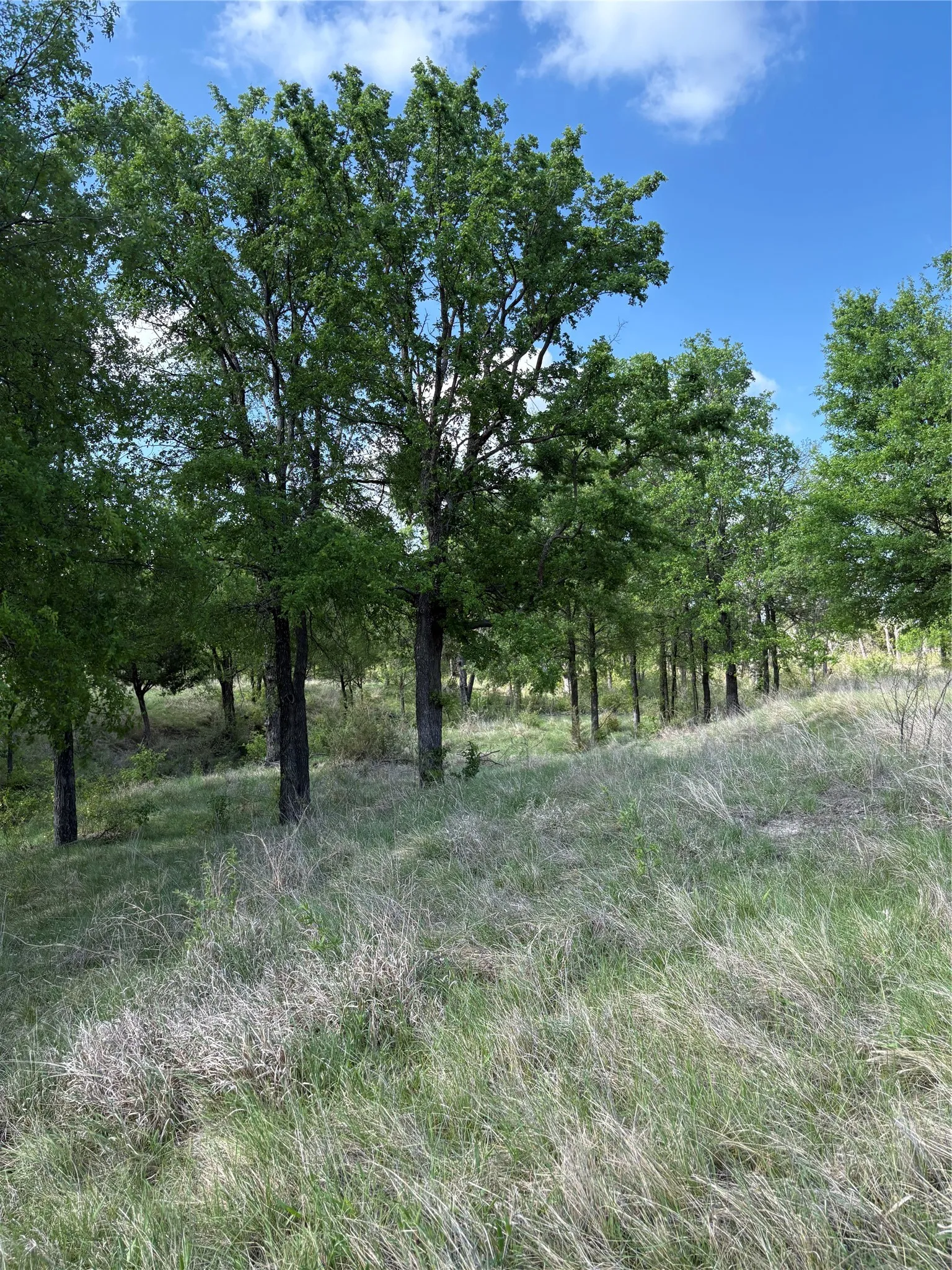 Improved Land For Sale in Comanche County , TBD Whitetail Springs Lane, Gustine, Texas 76455, 0, 0, Garage spaces, 0 Sqft, built in 0, mls#21222490, Real Estate Agent in Gustine, Homes For Sale in Comanche county, Homes For Sale in Gustine, Realtor in Gustine Texas, Real Estate Brokerage Independent Realty Texas, Luminita Cordes Realtor