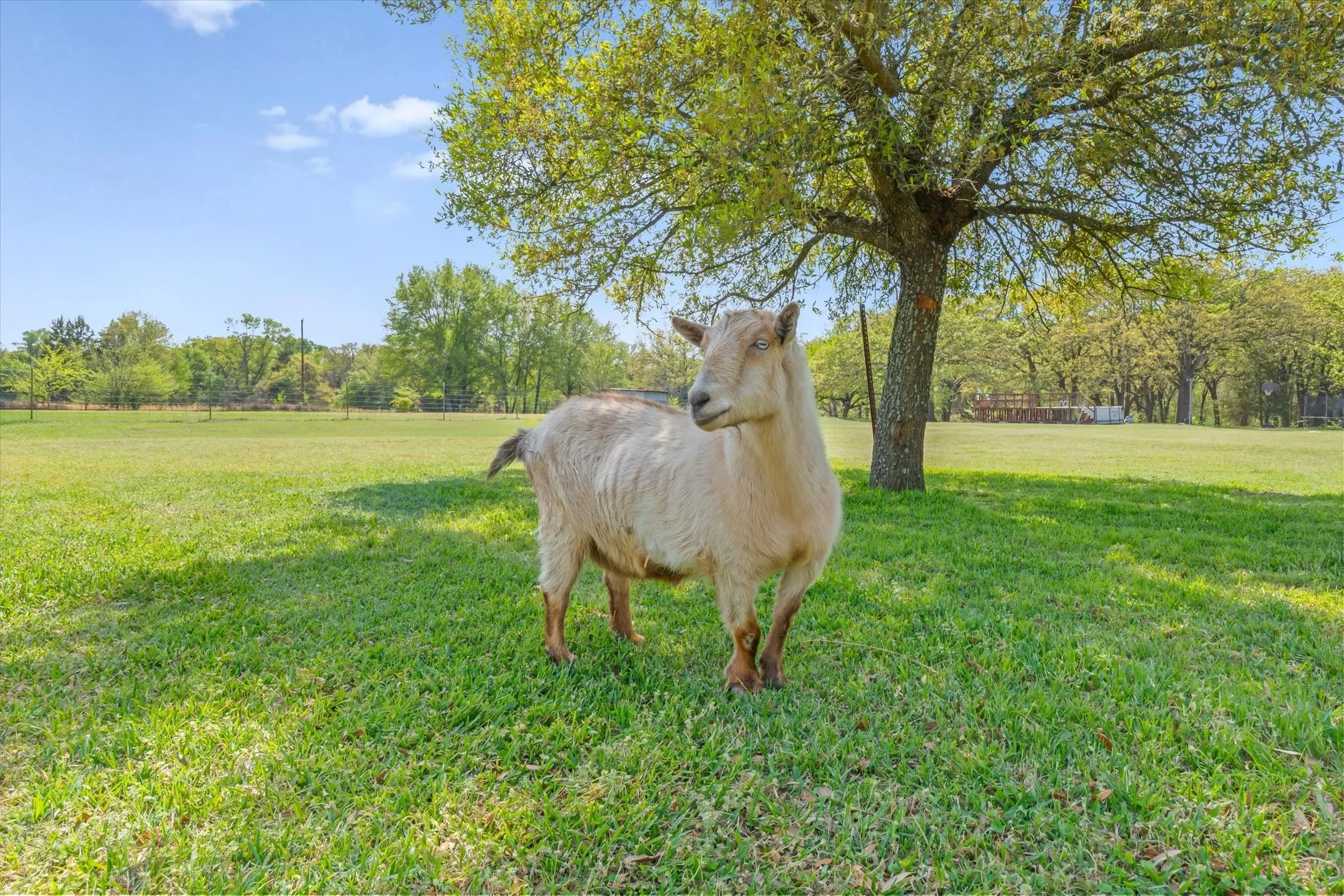 Single Family Residence For Sale in Kaufman County , 7142 S Fm 148, Kaufman, Texas 75142, 4 Bedroom, 3 Bathroom, 4 Garage spaces, 2,670 Sqft, built in 1976, mls#21219657, Real Estate Agent in Kaufman, Homes For Sale in Kaufman county, Homes For Sale in Kaufman, Realtor in Kaufman Texas, Real Estate Brokerage Independent Realty Texas, Luminita Cordes Realtor