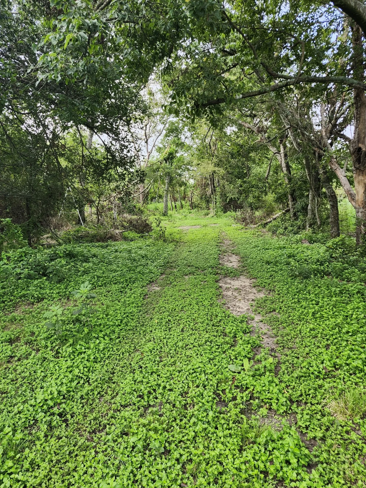 Improved Land For Sale in Falls County , 1202 Park Street, Marlin, Texas 76661, 0, 0, Garage spaces, 0 Sqft, built in 0, Price $80,000, mls#21226998, Real Estate Agent in Marlin, Homes For Sale in Falls county, Homes For Sale in Marlin, Realtor in Marlin Texas, Real Estate Brokerage Independent Realty Texas, Luminita Cordes Realtor