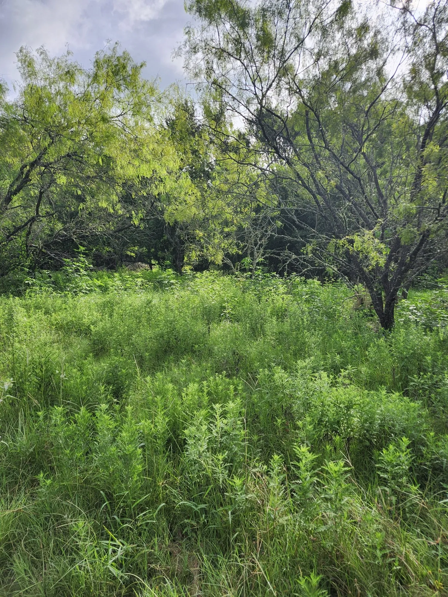 Improved Land For Sale in Falls County , 1202 Park Street, Marlin, Texas 76661, 0, 0, Garage spaces, 0 Sqft, built in 0, Price $80,000, mls#21226998, Real Estate Agent in Marlin, Homes For Sale in Falls county, Homes For Sale in Marlin, Realtor in Marlin Texas, Real Estate Brokerage Independent Realty Texas, Luminita Cordes Realtor
