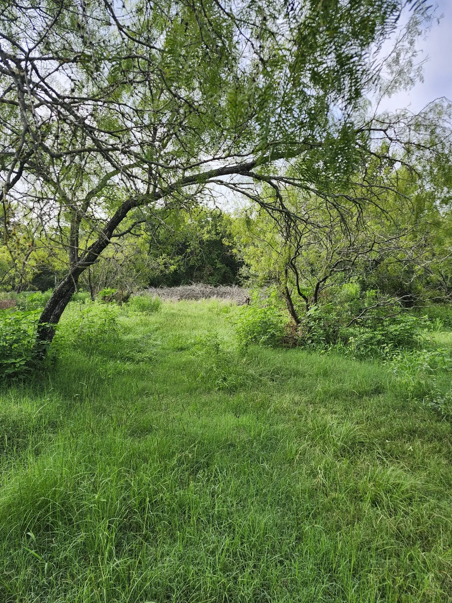 Improved Land For Sale in Falls County , 1202 Park Street, Marlin, Texas 76661, 0, 0, Garage spaces, 0 Sqft, built in 0, Price $80,000, mls#21226998, Real Estate Agent in Marlin, Homes For Sale in Falls county, Homes For Sale in Marlin, Realtor in Marlin Texas, Real Estate Brokerage Independent Realty Texas, Luminita Cordes Realtor
