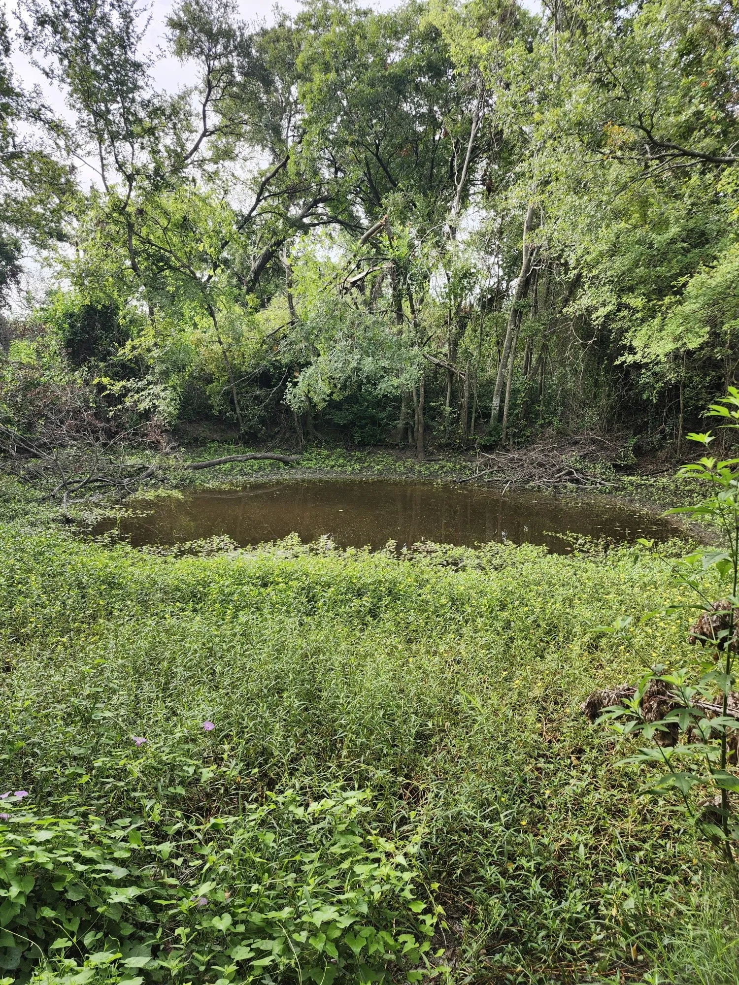 Improved Land For Sale in Falls County , 1202 Park Street, Marlin, Texas 76661, 0, 0, Garage spaces, 0 Sqft, built in 0, Price $80,000, mls#21226998, Real Estate Agent in Marlin, Homes For Sale in Falls county, Homes For Sale in Marlin, Realtor in Marlin Texas, Real Estate Brokerage Independent Realty Texas, Luminita Cordes Realtor