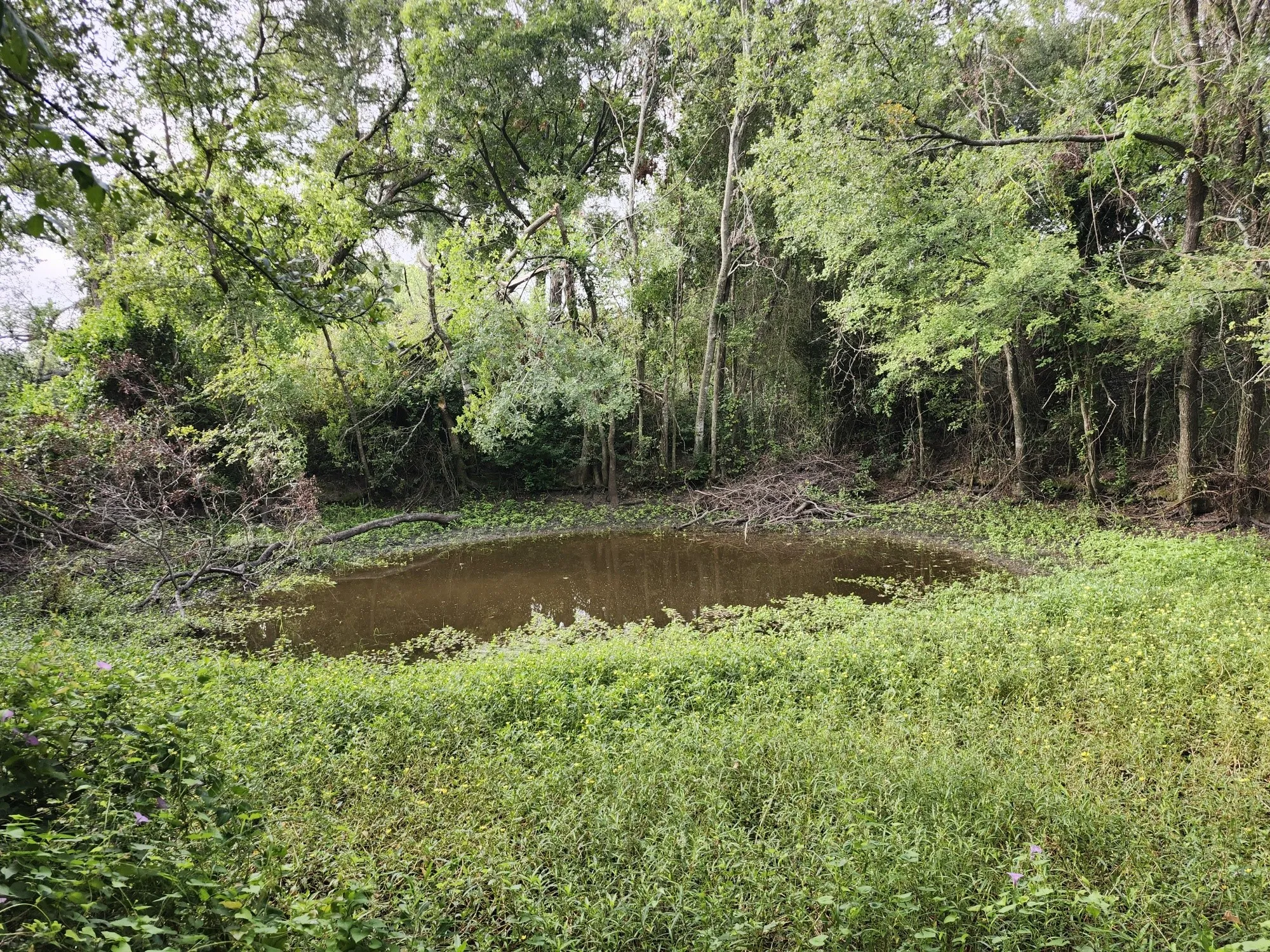 Improved Land For Sale in Falls County , 1202 Park Street, Marlin, Texas 76661, 0, 0, Garage spaces, 0 Sqft, built in 0, Price $80,000, mls#21226998, Real Estate Agent in Marlin, Homes For Sale in Falls county, Homes For Sale in Marlin, Realtor in Marlin Texas, Real Estate Brokerage Independent Realty Texas, Luminita Cordes Realtor