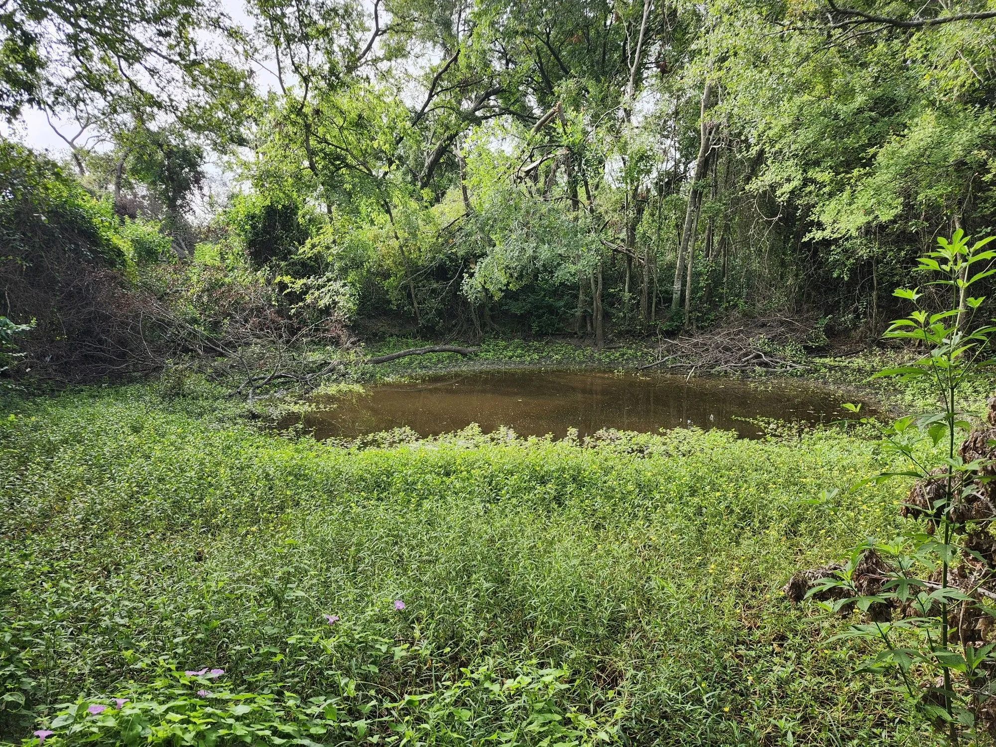 Improved Land For Sale in Falls County , 1202 Park Street, Marlin, Texas 76661, 0, 0, Garage spaces, 0 Sqft, built in 0, Price $80,000, mls#21226998, Real Estate Agent in Marlin, Homes For Sale in Falls county, Homes For Sale in Marlin, Realtor in Marlin Texas, Real Estate Brokerage Independent Realty Texas, Luminita Cordes Realtor
