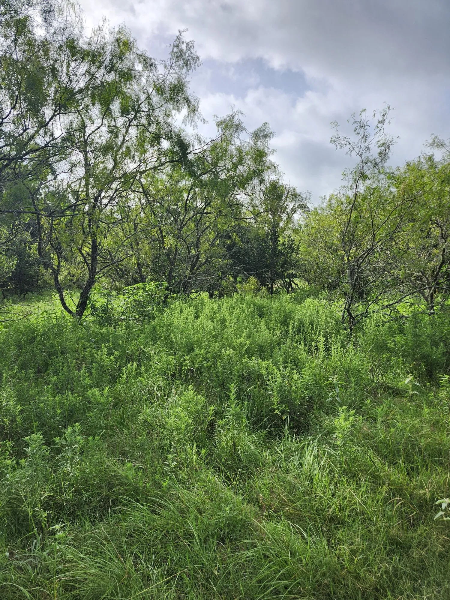 Improved Land For Sale in Falls County , 1202 Park Street, Marlin, Texas 76661, 0, 0, Garage spaces, 0 Sqft, built in 0, Price $80,000, mls#21226998, Real Estate Agent in Marlin, Homes For Sale in Falls county, Homes For Sale in Marlin, Realtor in Marlin Texas, Real Estate Brokerage Independent Realty Texas, Luminita Cordes Realtor