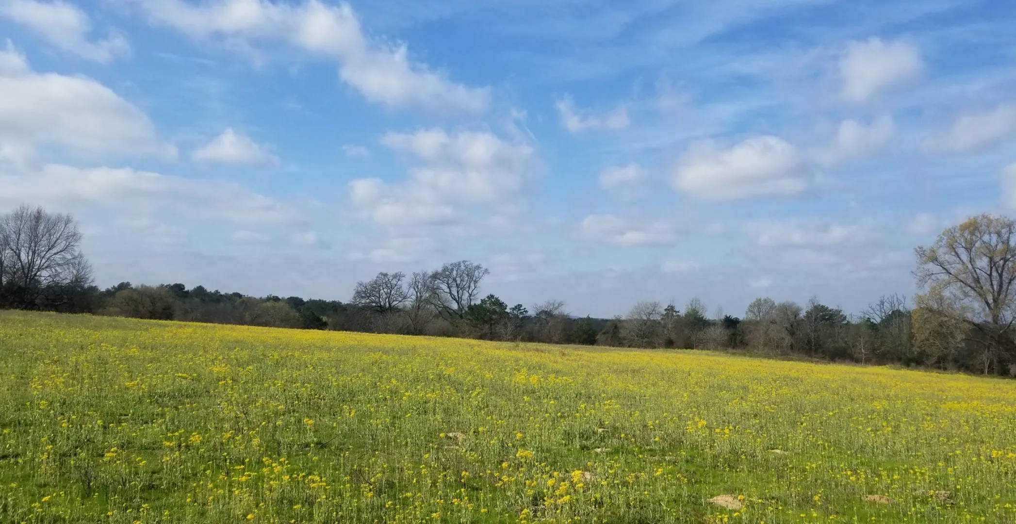 Unimproved Land For Sale in Henderson County , TBD FM 317, Chandler, Texas 75758, 0, 0, Garage spaces, 0 Sqft, built in 0, Price $845,000, mls#21227422, Real Estate Agent in Chandler, Homes For Sale in Henderson county, Homes For Sale in Chandler, Realtor in Chandler Texas, Real Estate Brokerage Independent Realty Texas, Luminita Cordes Realtor