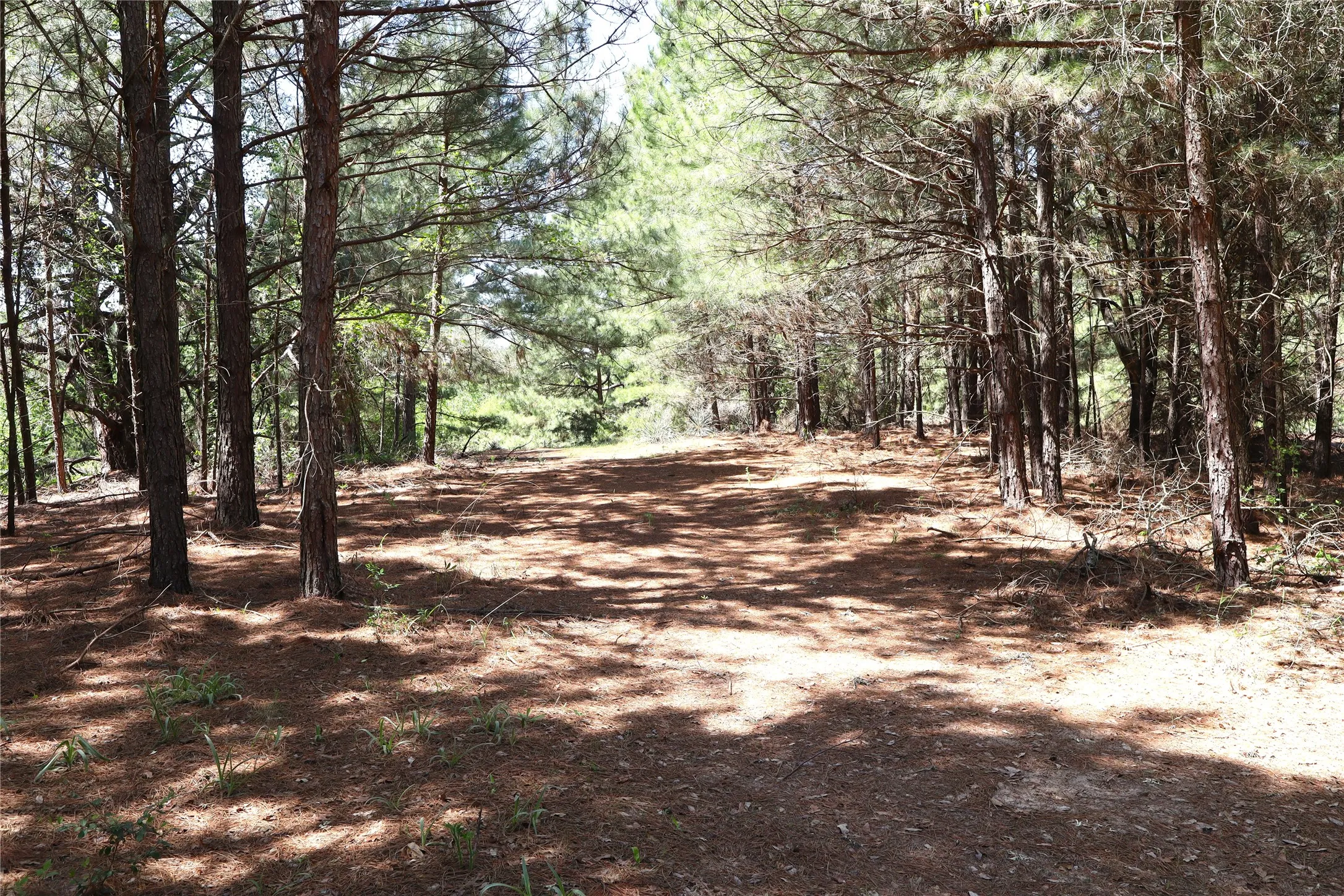 Unimproved Land For Sale in Henderson County , TBD FM 317, Chandler, Texas 75758, 0, 0, Garage spaces, 0 Sqft, built in 0, Price $845,000, mls#21227422, Real Estate Agent in Chandler, Homes For Sale in Henderson county, Homes For Sale in Chandler, Realtor in Chandler Texas, Real Estate Brokerage Independent Realty Texas, Luminita Cordes Realtor
