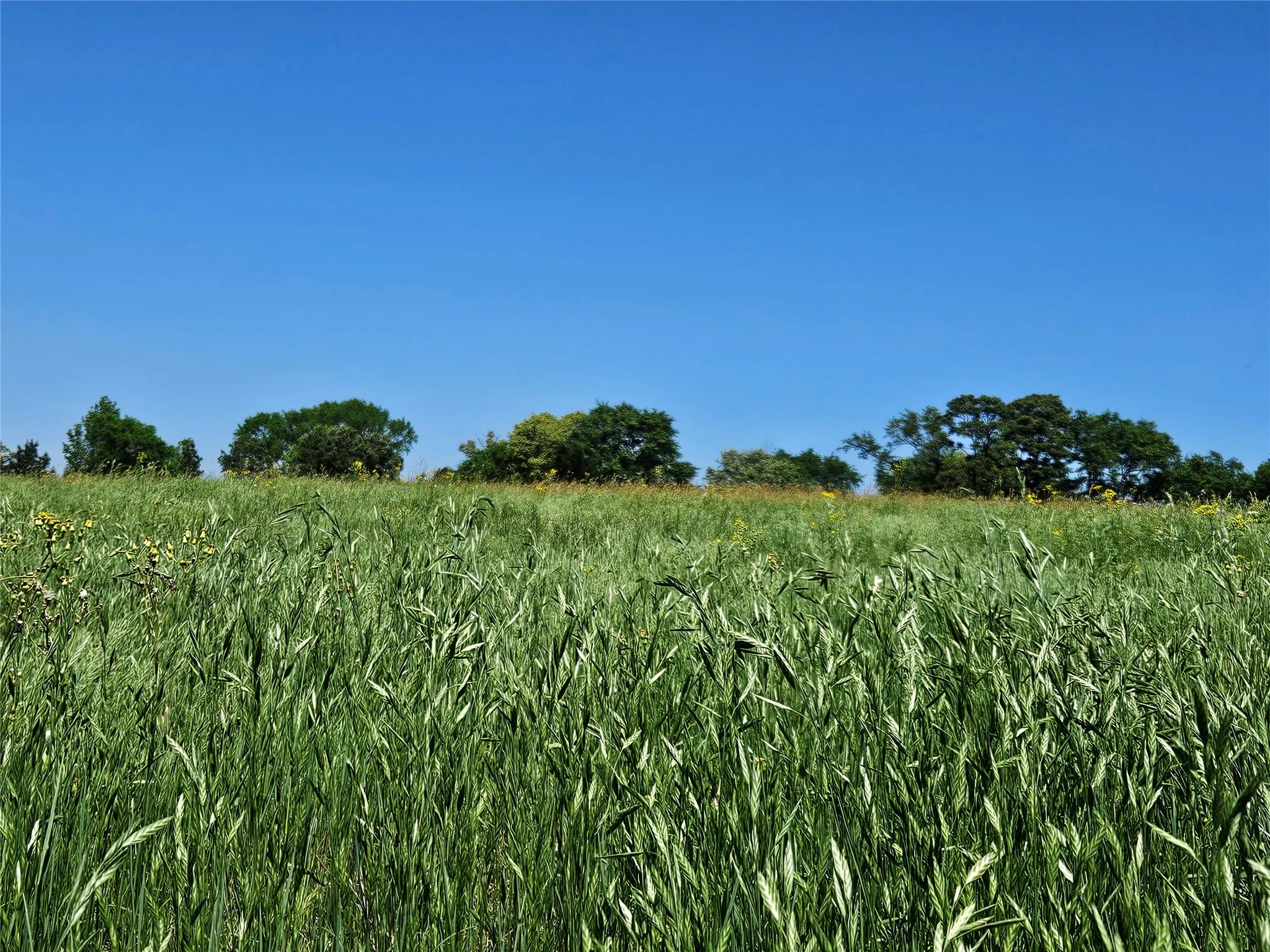 Unimproved Land For Sale in Henderson County , TBD FM 317, Chandler, Texas 75758, 0, 0, Garage spaces, 0 Sqft, built in 0, Price $845,000, mls#21227422, Real Estate Agent in Chandler, Homes For Sale in Henderson county, Homes For Sale in Chandler, Realtor in Chandler Texas, Real Estate Brokerage Independent Realty Texas, Luminita Cordes Realtor
