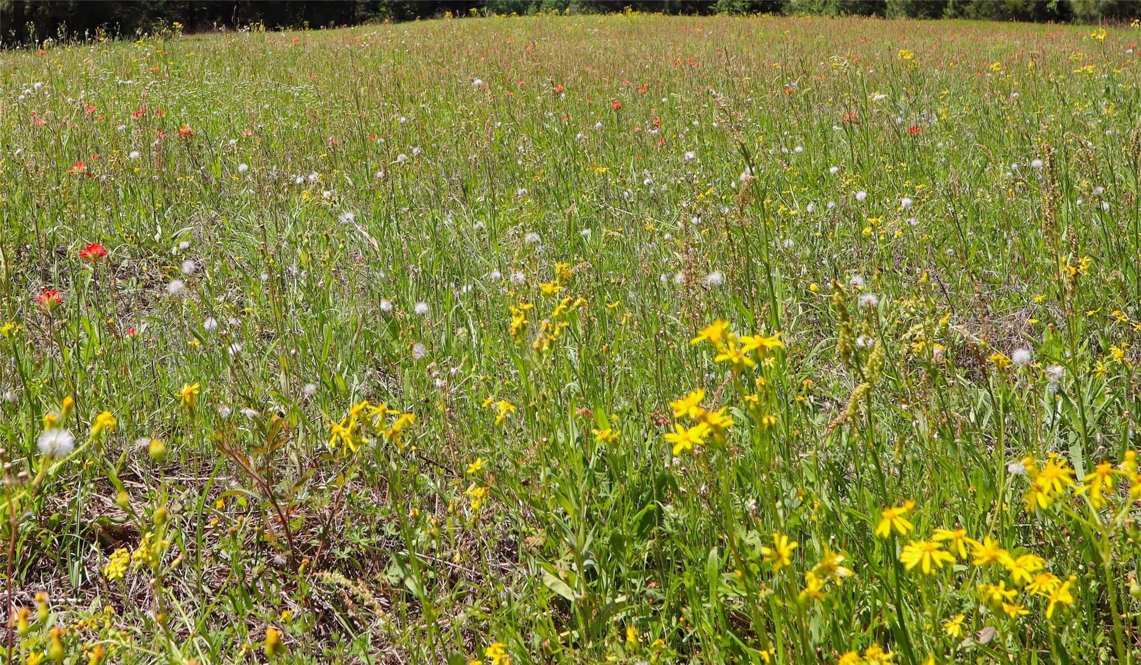Unimproved Land For Sale in Henderson County , TBD FM 317, Chandler, Texas 75758, 0, 0, Garage spaces, 0 Sqft, built in 0, Price $845,000, mls#21227422, Real Estate Agent in Chandler, Homes For Sale in Henderson county, Homes For Sale in Chandler, Realtor in Chandler Texas, Real Estate Brokerage Independent Realty Texas, Luminita Cordes Realtor