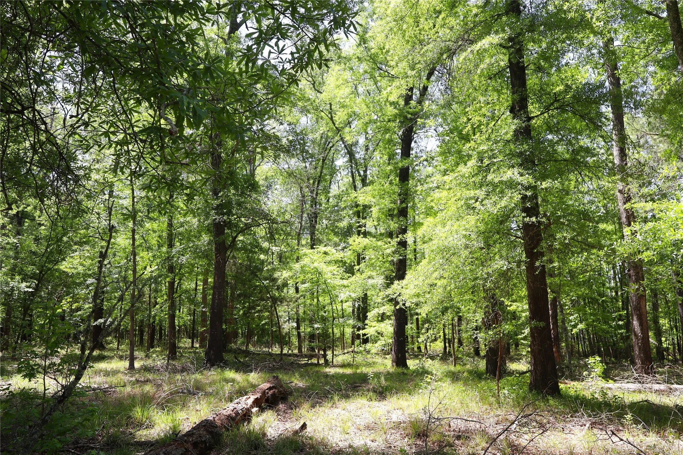 Unimproved Land For Sale in Henderson County , TBD FM 317, Chandler, Texas 75758, 0, 0, Garage spaces, 0 Sqft, built in 0, Price $845,000, mls#21227422, Real Estate Agent in Chandler, Homes For Sale in Henderson county, Homes For Sale in Chandler, Realtor in Chandler Texas, Real Estate Brokerage Independent Realty Texas, Luminita Cordes Realtor