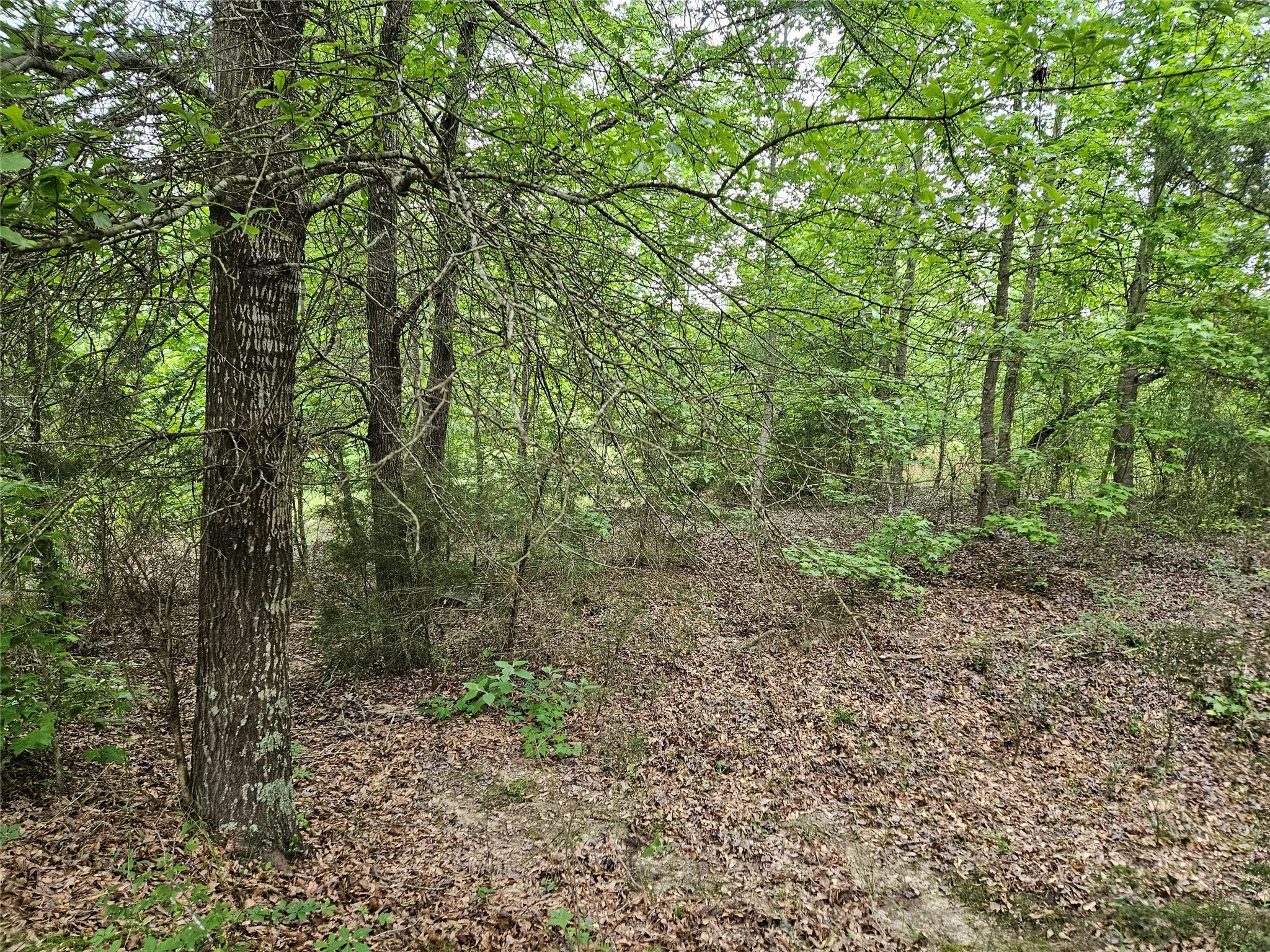 Unimproved Land For Sale in Henderson County , TBD FM 317, Chandler, Texas 75758, 0, 0, Garage spaces, 0 Sqft, built in 0, Price $845,000, mls#21227422, Real Estate Agent in Chandler, Homes For Sale in Henderson county, Homes For Sale in Chandler, Realtor in Chandler Texas, Real Estate Brokerage Independent Realty Texas, Luminita Cordes Realtor