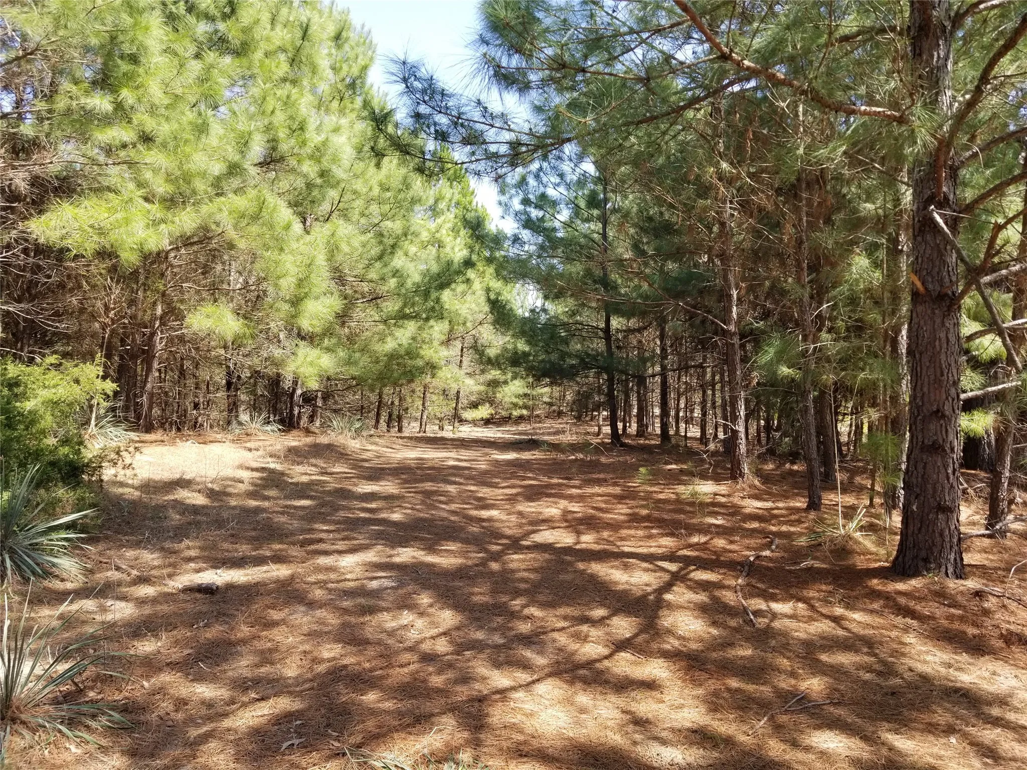 Unimproved Land For Sale in Henderson County , TBD FM 317, Chandler, Texas 75758, 0, 0, Garage spaces, 0 Sqft, built in 0, Price $845,000, mls#21227422, Real Estate Agent in Chandler, Homes For Sale in Henderson county, Homes For Sale in Chandler, Realtor in Chandler Texas, Real Estate Brokerage Independent Realty Texas, Luminita Cordes Realtor