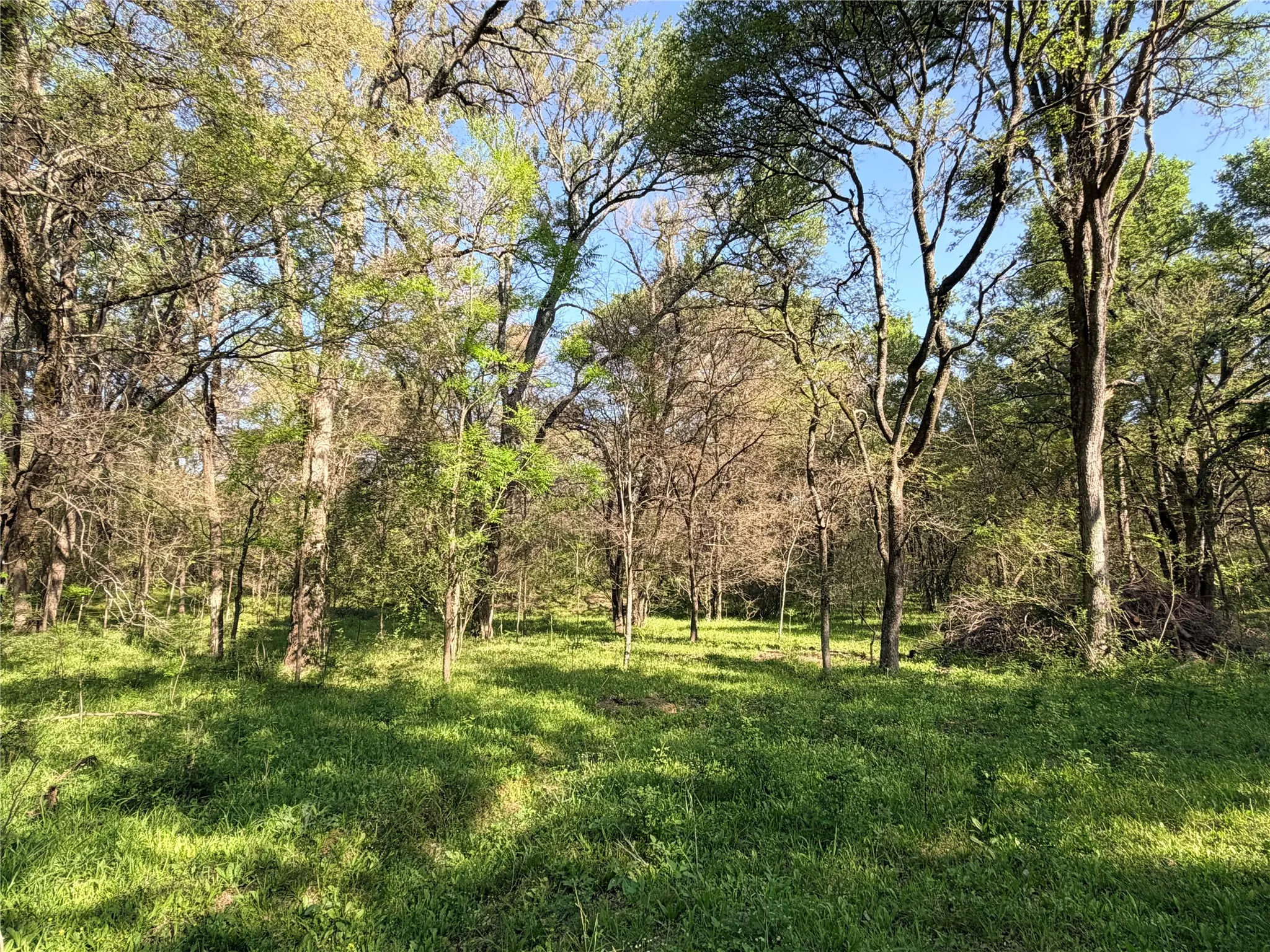 Wooded areas