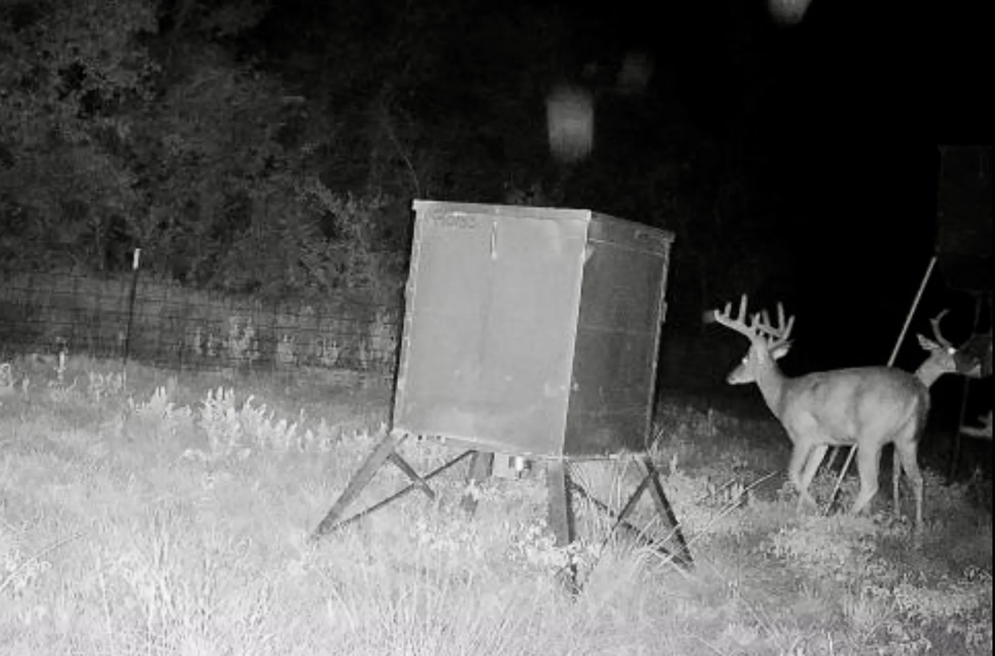 Mature buck