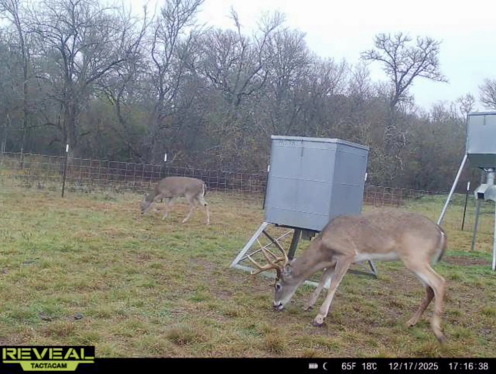 Big ol' buck