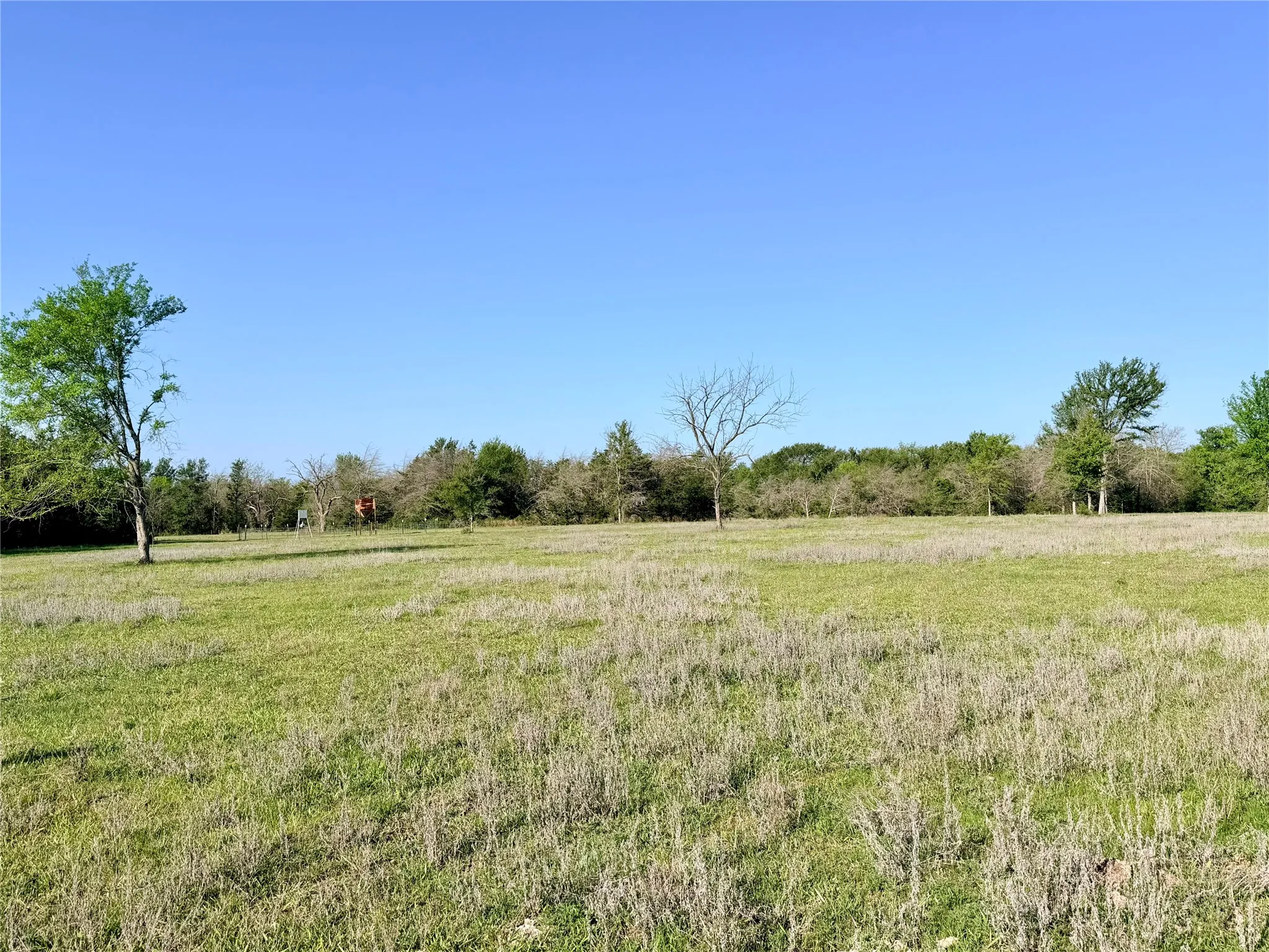 Open pasture