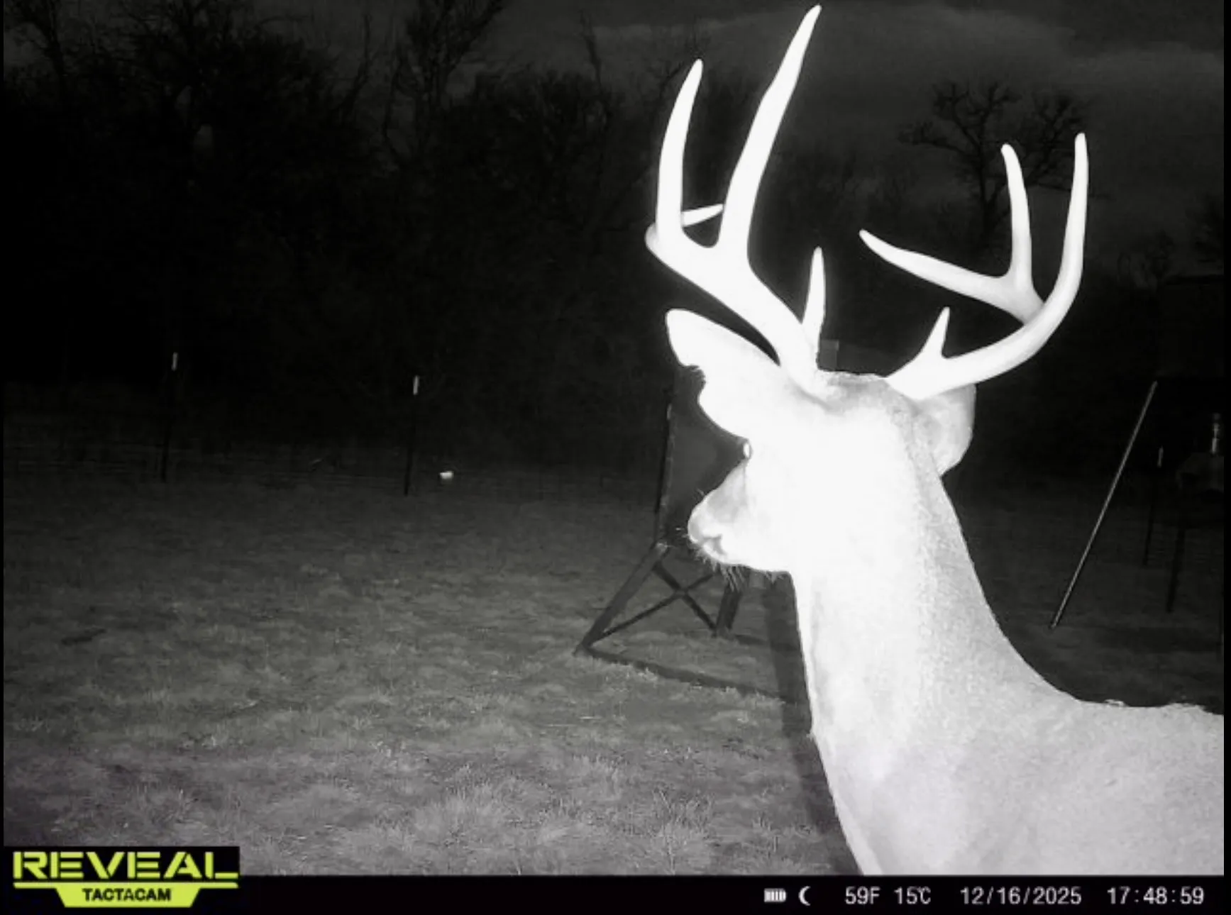 Bucks everywhere
