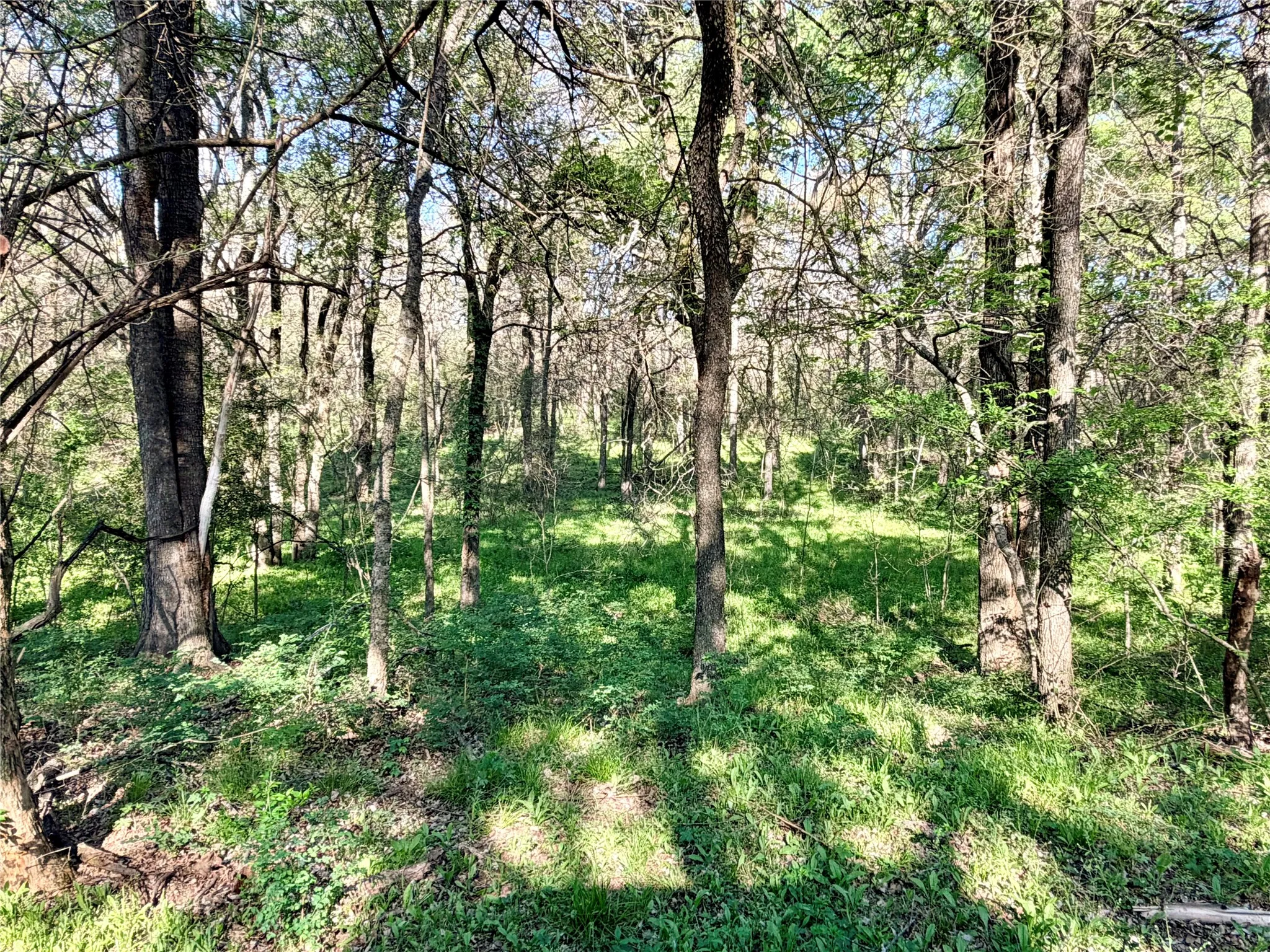 Wooded areas
