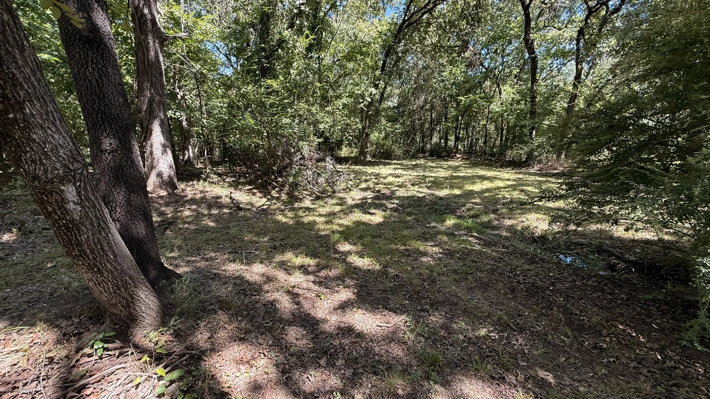 Wooded parcel featuring mature trees and partial clearing