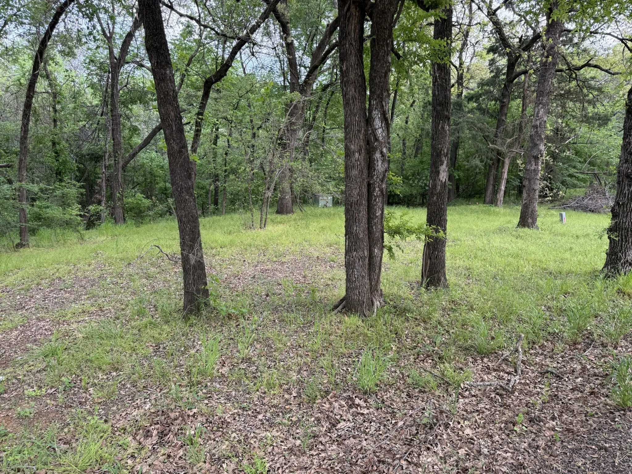Expansive wooded lot featuring mature trees and established ground cover