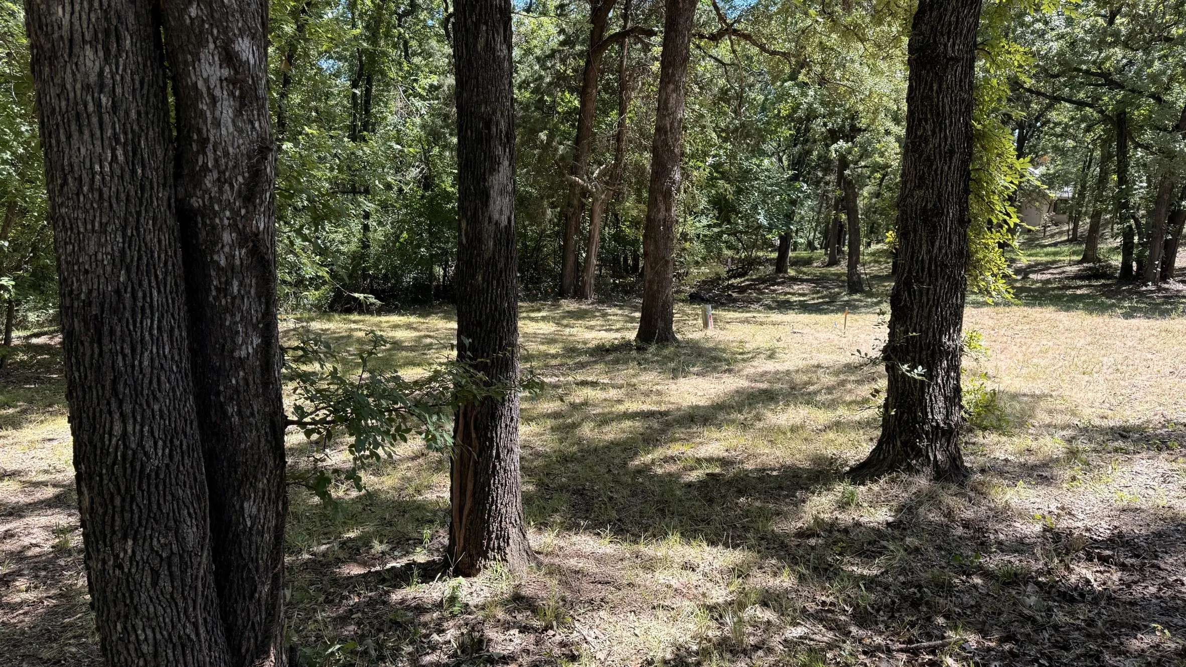 Wooded property featuring mature trees and a grassy clearing