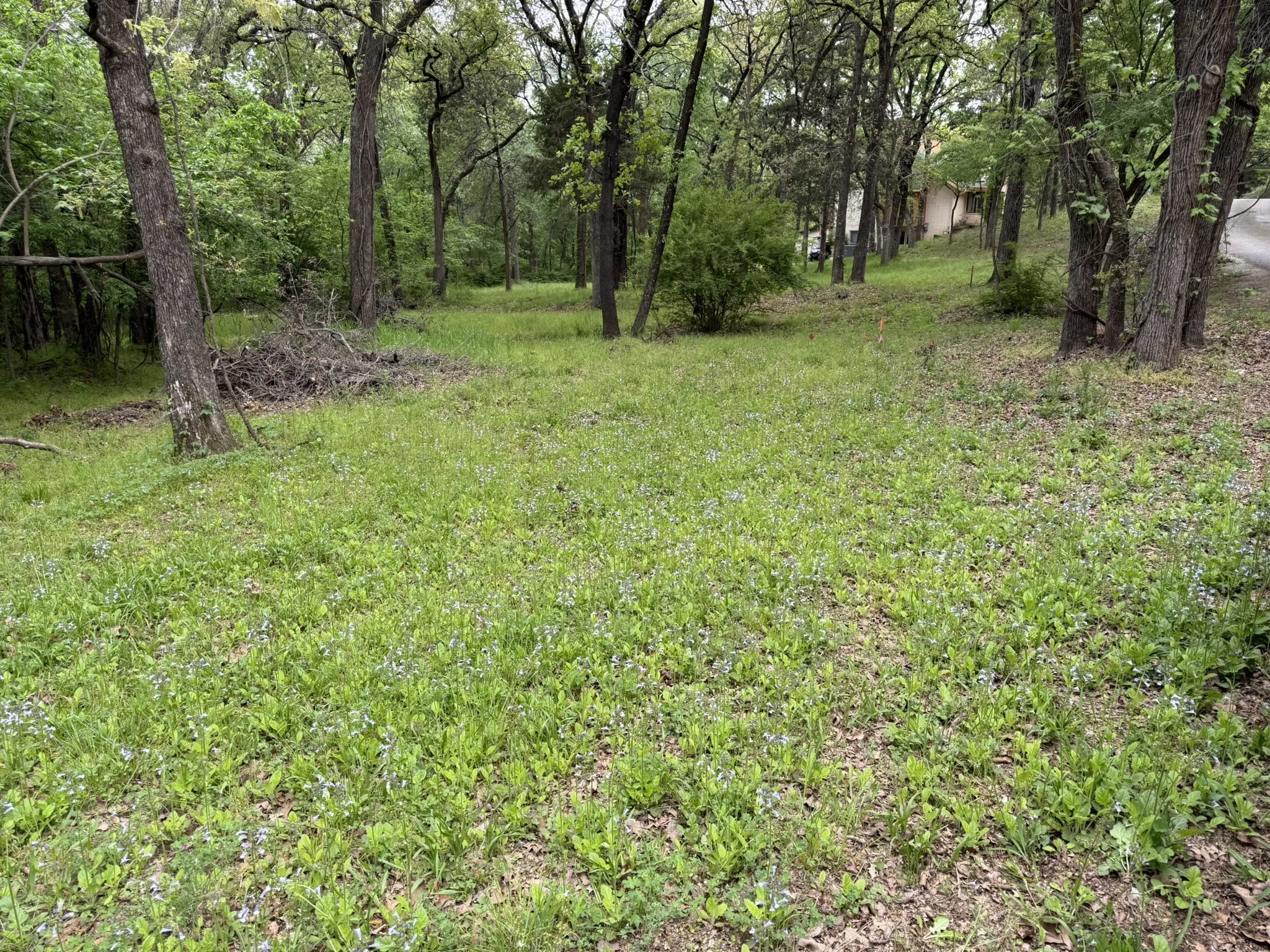 Wooded lot featuring mature trees and natural ground cover