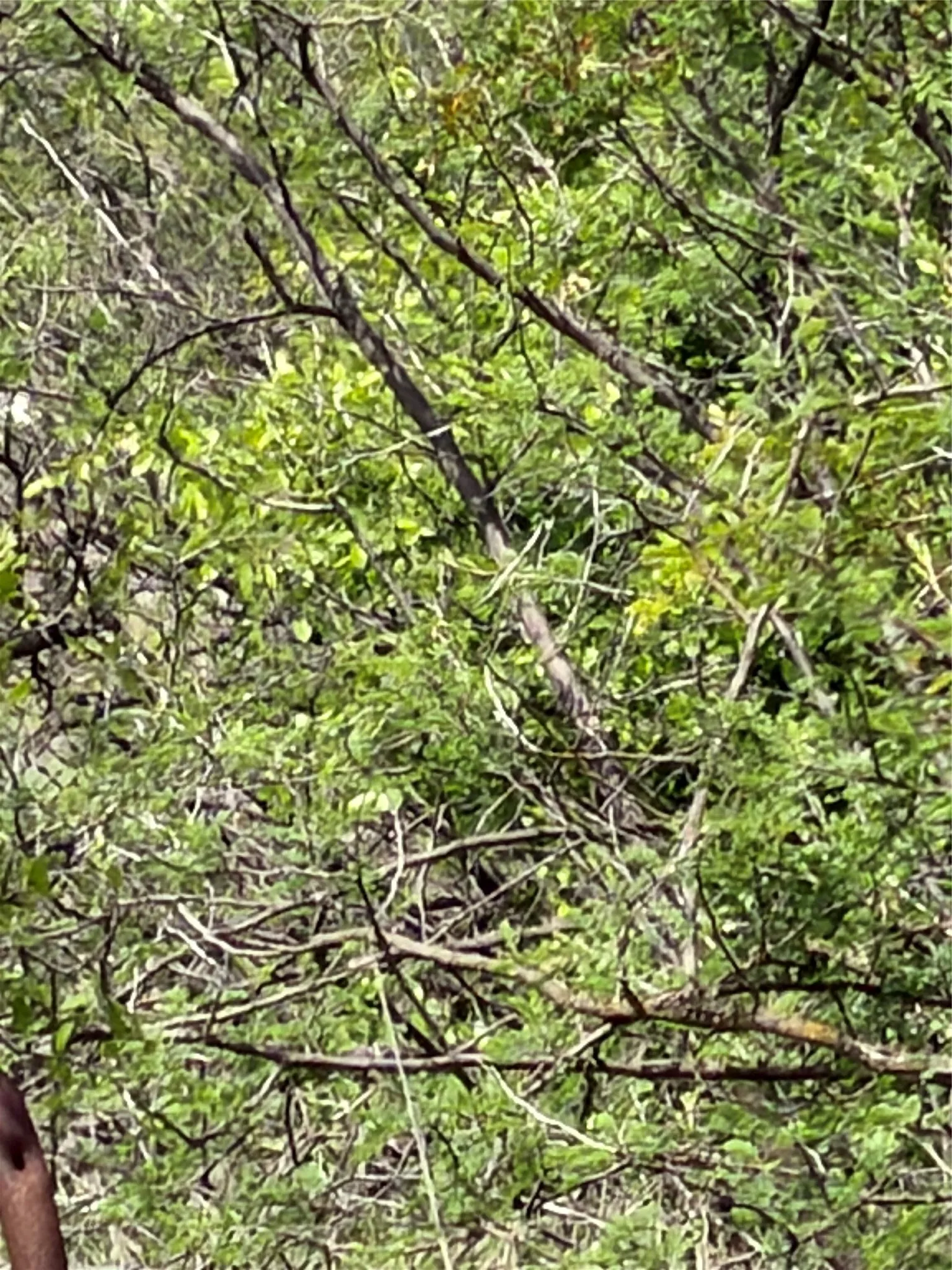 Unimproved Land For Sale in Brown County , 000 County Road 149, Brownwood, Texas 76801, 0, 0, Garage spaces, 0 Sqft, built in 0, mls#21224372, Real Estate Agent in Brownwood, Homes For Sale in Brown county, Homes For Sale in Brownwood, Realtor in Brownwood Texas, Real Estate Brokerage Independent Realty Texas, Luminita Cordes Realtor