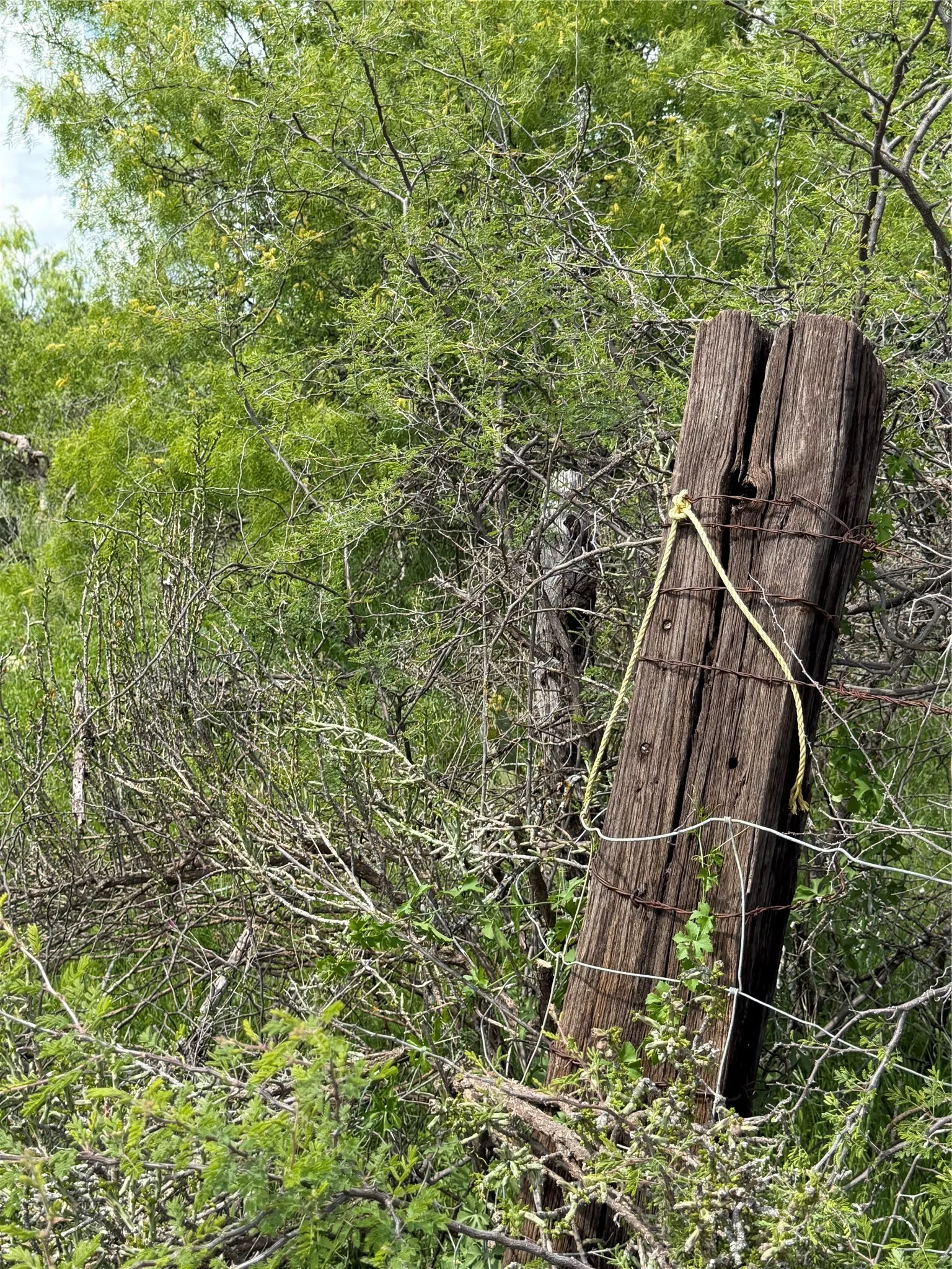 Corner Fence post with yellow rope marking property line.