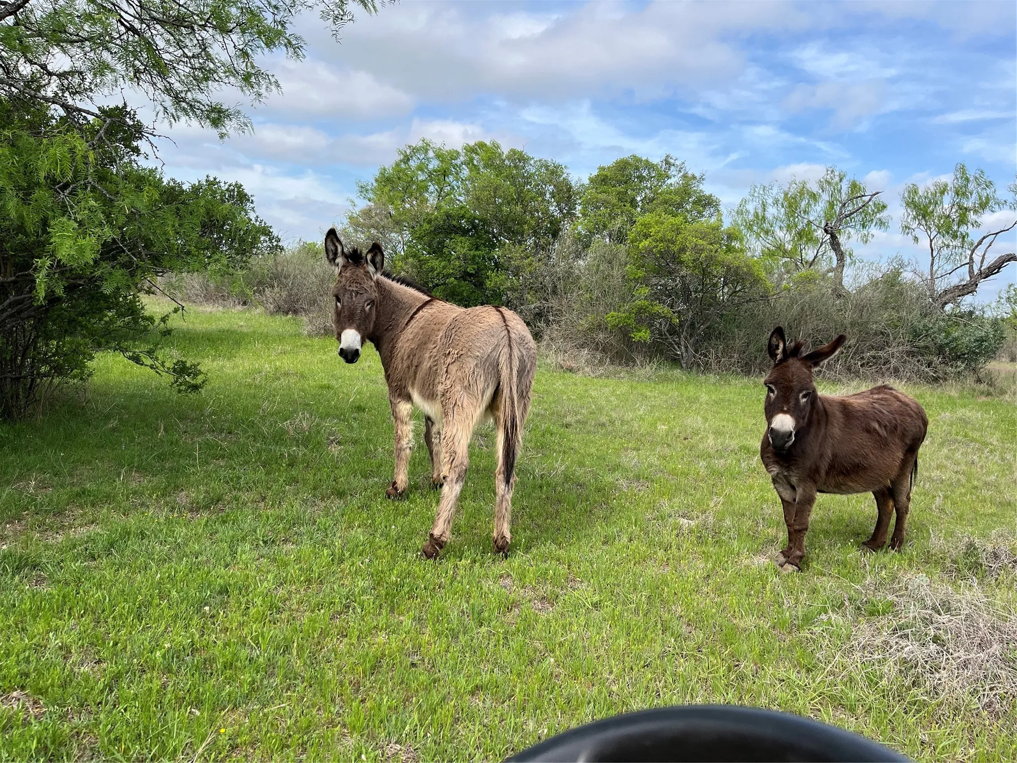 Farm For Sale in Mills County , 2190 W FM 574 Road W, Mullin, Texas 76864, 3 Bedrooms, 2 Bathrooms, Garage spaces, 1,643 Sqft, built in 1984, Preowned, Price $1,465,625, mls#21228722, Real Estate Agent in Mullin, Homes For Sale in Mills county, Homes For Sale in Mullin, Realtor in Mullin Texas, Real Estate Brokerage Independent Realty Texas, Luminita Cordes Realtor