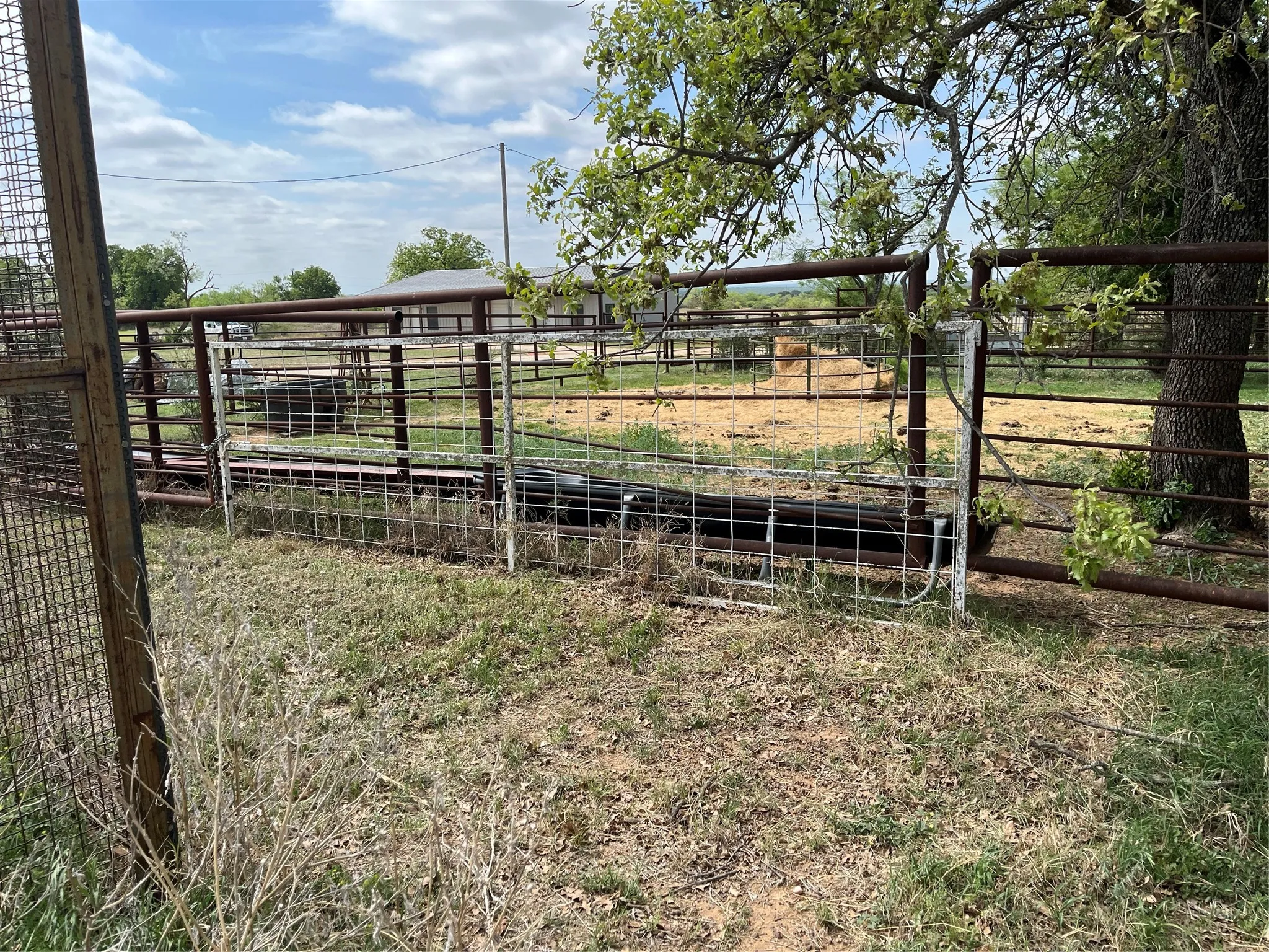 cattle pens