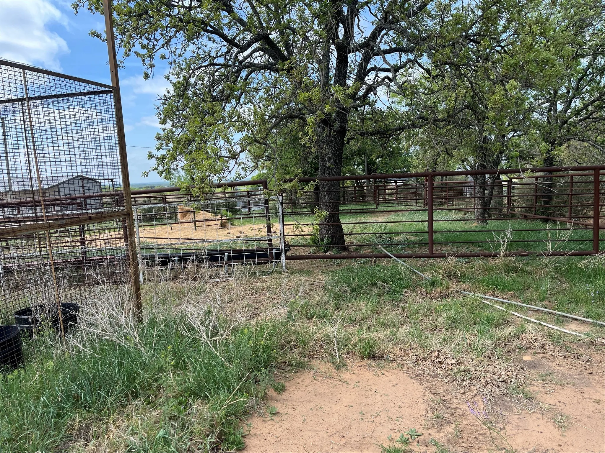 cattle pens