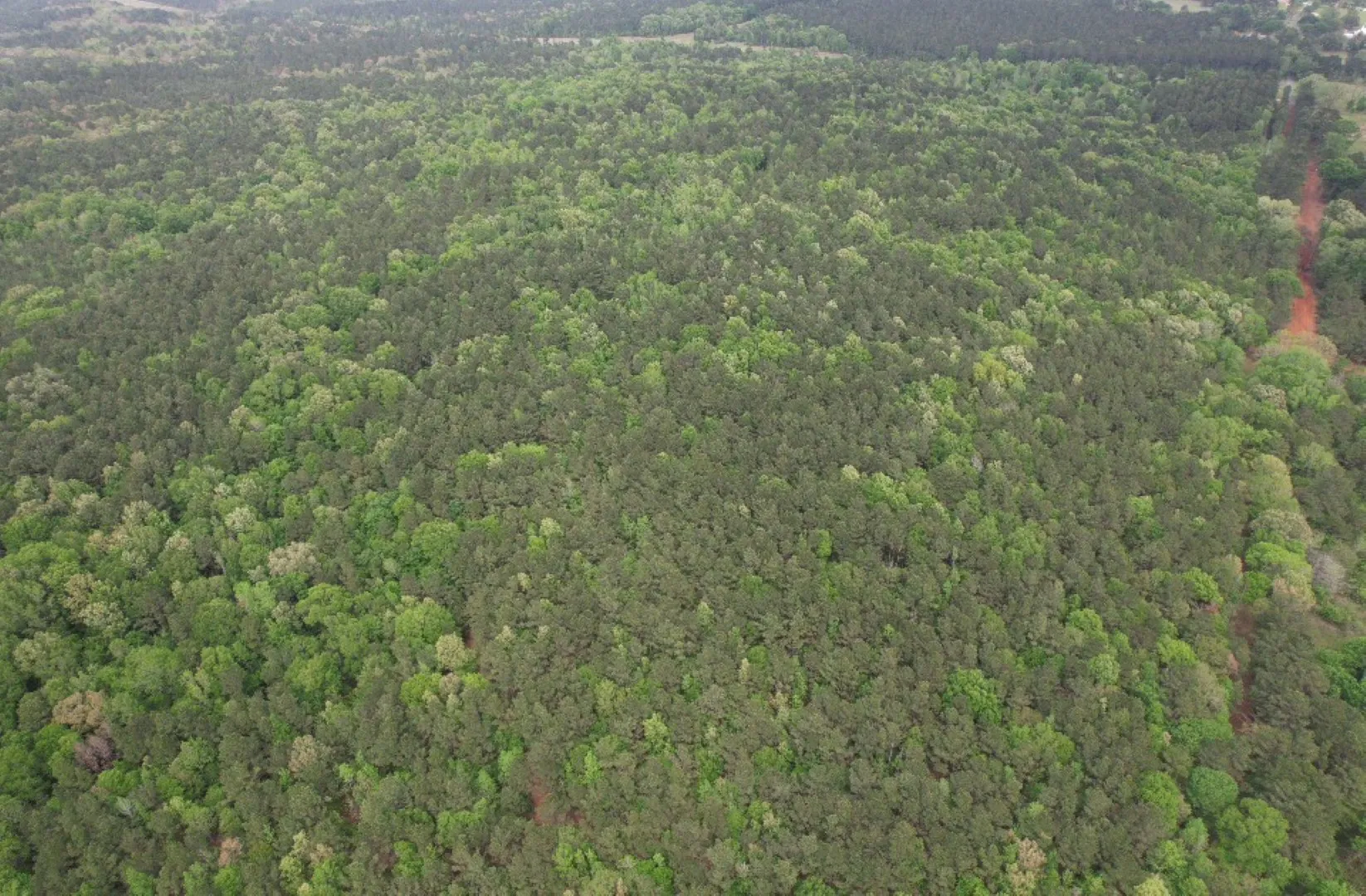 Unimproved Land For Sale in San Augustine County , TBD County Road 120C, San Augustine, Texas 75972, 0, 0, Garage spaces, 0 Sqft, built in 0, Price $485,000, mls#21229238, Real Estate Agent in San Augustine, Homes For Sale in San Augustine county, Homes For Sale in San Augustine, Realtor in San Augustine Texas, Real Estate Brokerage Independent Realty Texas, Luminita Cordes Realtor
