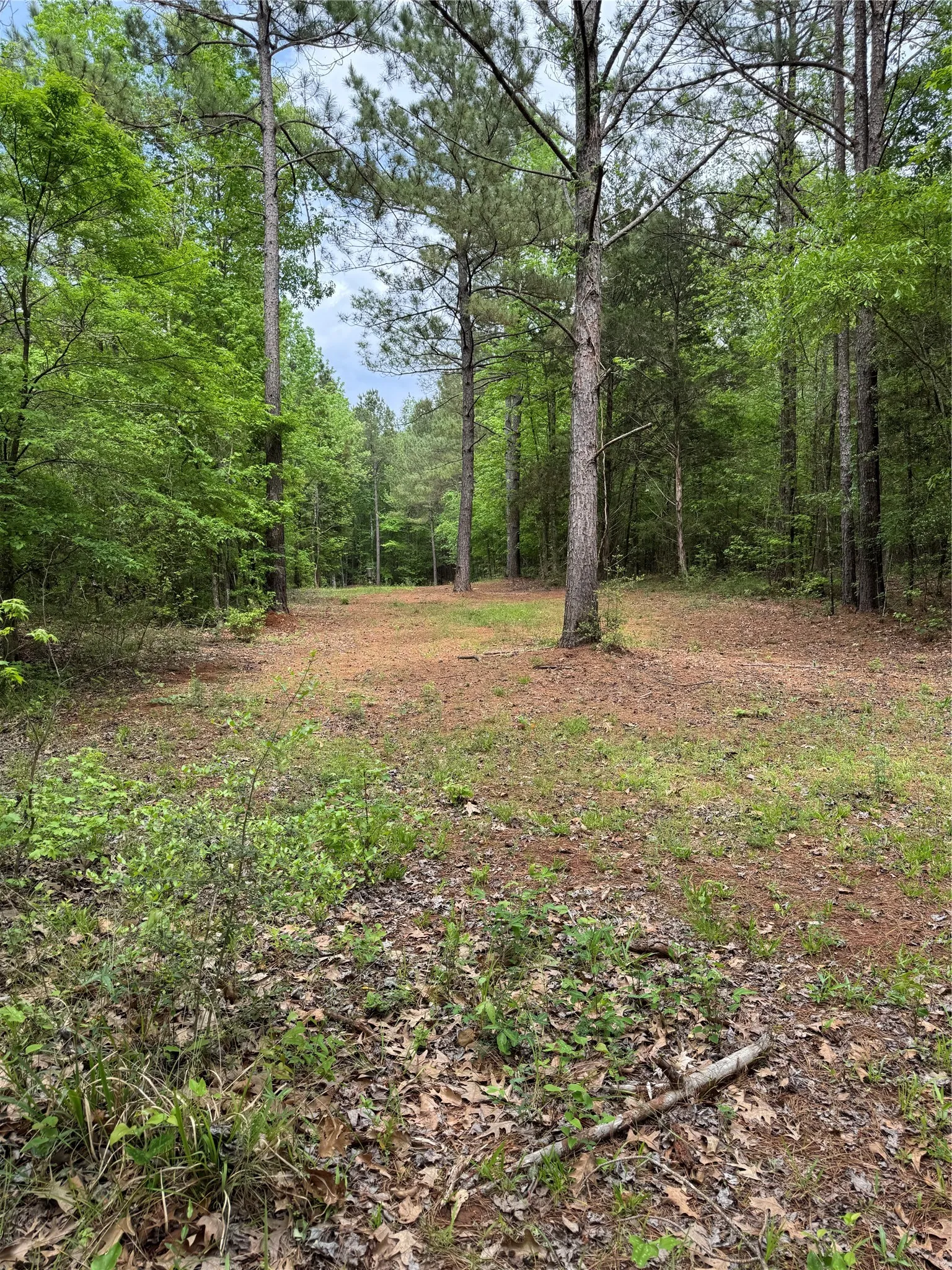 Unimproved Land For Sale in San Augustine County , TBD County Road 120C, San Augustine, Texas 75972, 0, 0, Garage spaces, 0 Sqft, built in 0, Price $485,000, mls#21229238, Real Estate Agent in San Augustine, Homes For Sale in San Augustine county, Homes For Sale in San Augustine, Realtor in San Augustine Texas, Real Estate Brokerage Independent Realty Texas, Luminita Cordes Realtor