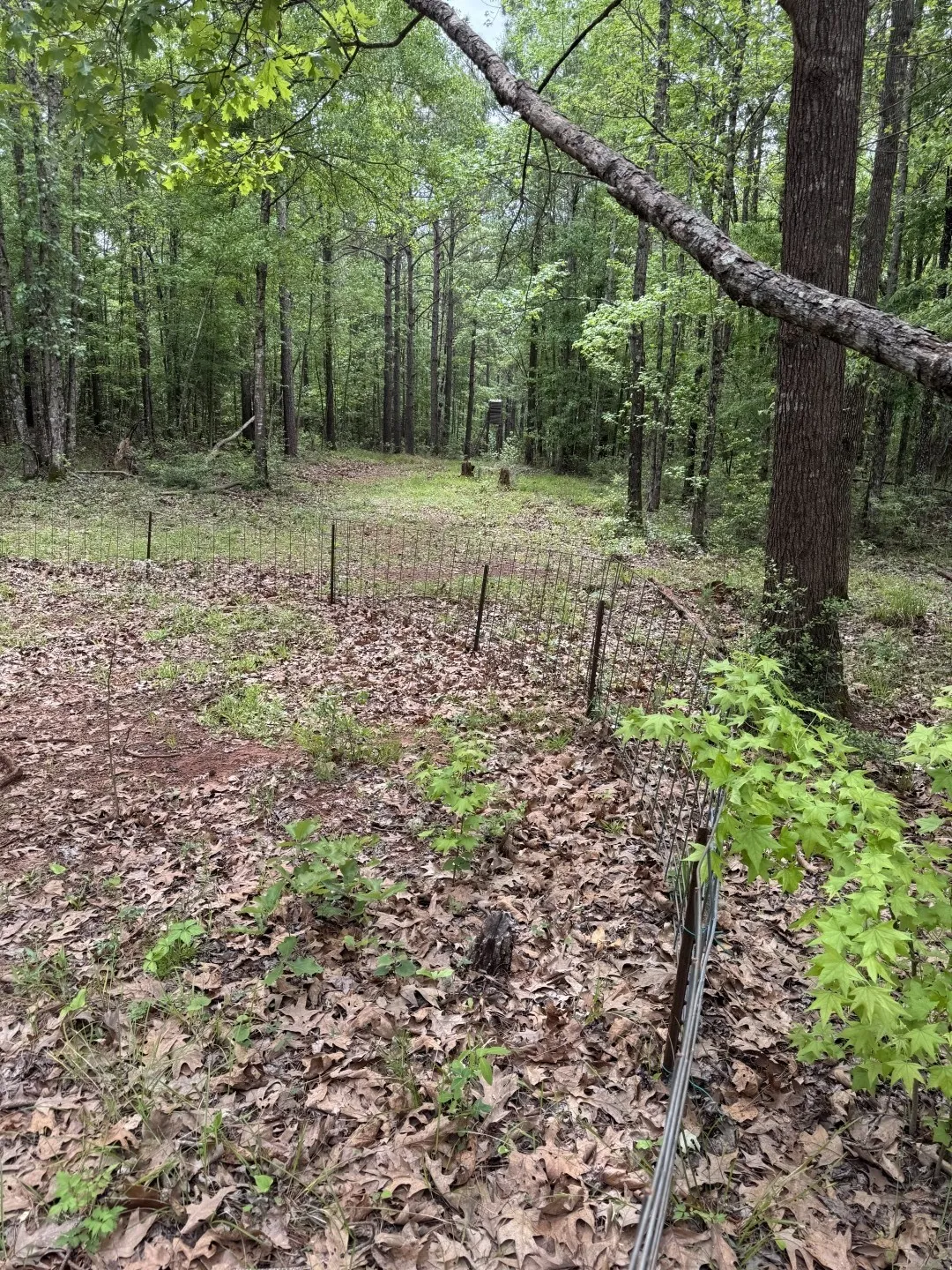 Unimproved Land For Sale in San Augustine County , TBD County Road 120C, San Augustine, Texas 75972, 0, 0, Garage spaces, 0 Sqft, built in 0, Price $485,000, mls#21229238, Real Estate Agent in San Augustine, Homes For Sale in San Augustine county, Homes For Sale in San Augustine, Realtor in San Augustine Texas, Real Estate Brokerage Independent Realty Texas, Luminita Cordes Realtor