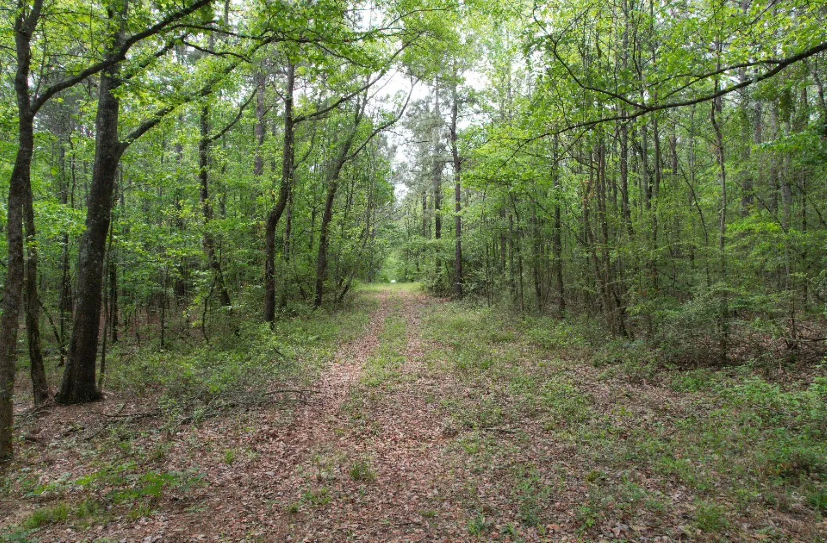 Unimproved Land For Sale in San Augustine County , TBD County Road 120C, San Augustine, Texas 75972, 0, 0, Garage spaces, 0 Sqft, built in 0, Price $485,000, mls#21229238, Real Estate Agent in San Augustine, Homes For Sale in San Augustine county, Homes For Sale in San Augustine, Realtor in San Augustine Texas, Real Estate Brokerage Independent Realty Texas, Luminita Cordes Realtor