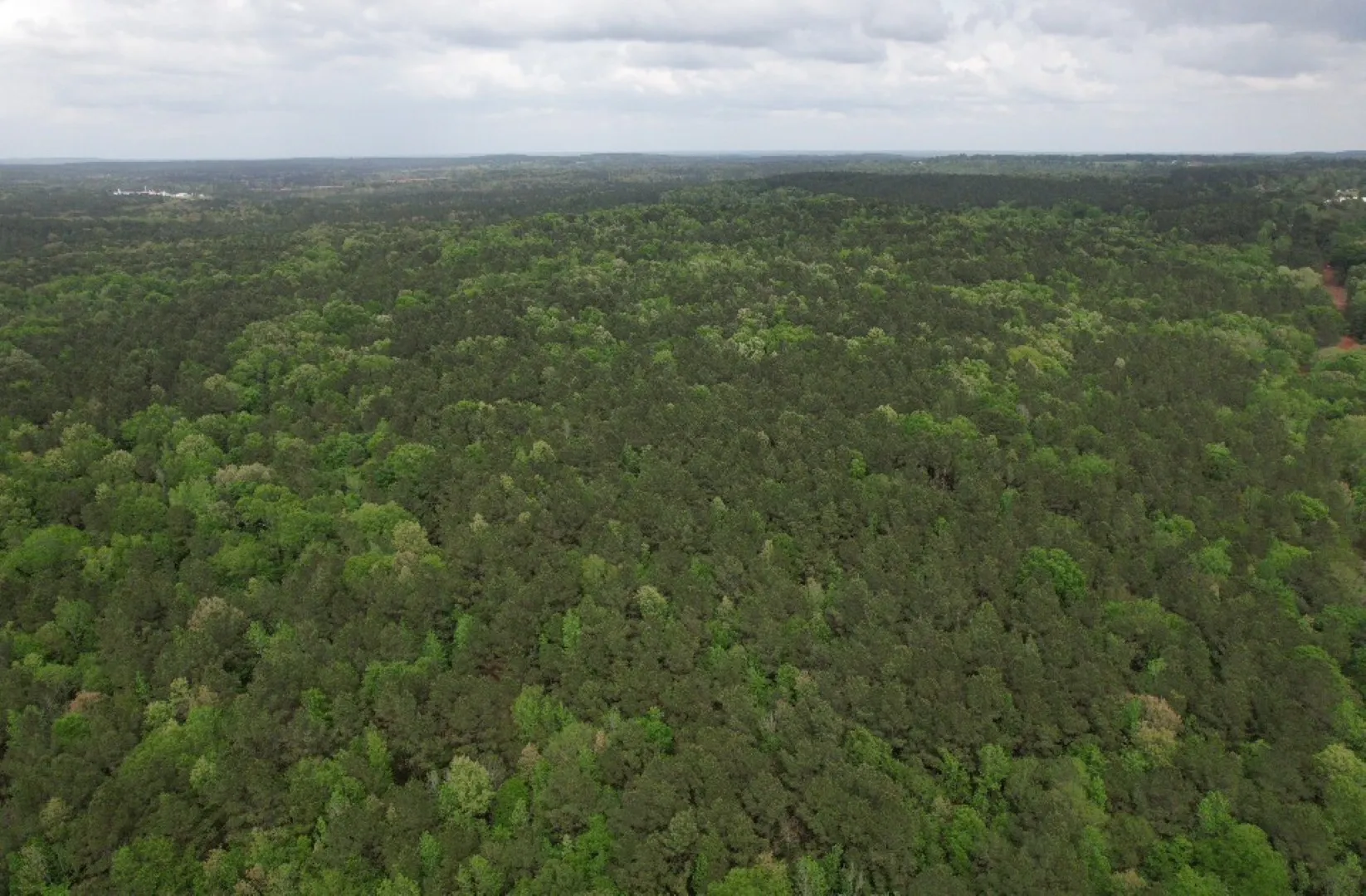 Unimproved Land For Sale in San Augustine County , TBD County Road 120C, San Augustine, Texas 75972, 0, 0, Garage spaces, 0 Sqft, built in 0, Price $485,000, mls#21229238, Real Estate Agent in San Augustine, Homes For Sale in San Augustine county, Homes For Sale in San Augustine, Realtor in San Augustine Texas, Real Estate Brokerage Independent Realty Texas, Luminita Cordes Realtor