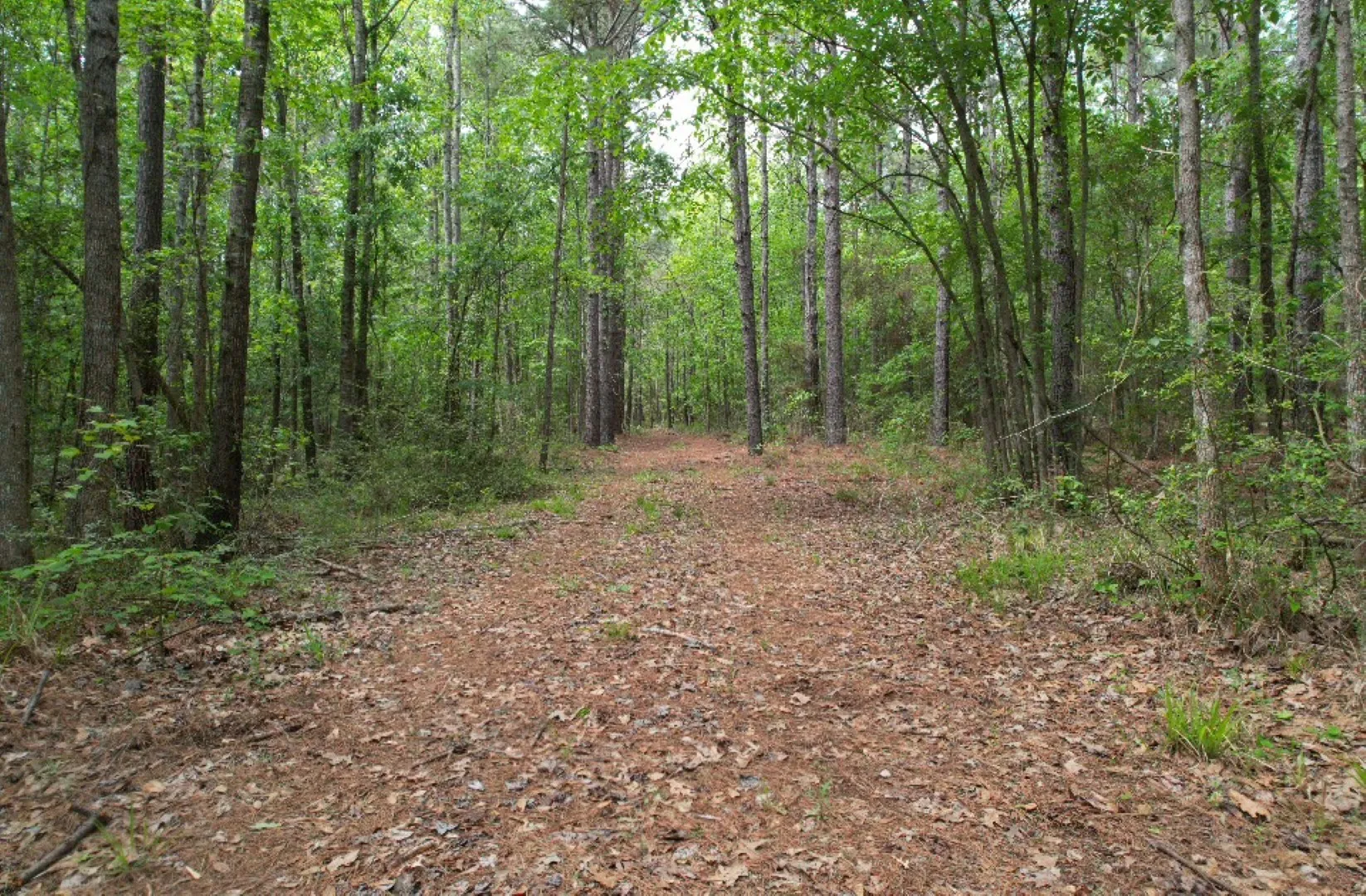 Unimproved Land For Sale in San Augustine County , TBD County Road 120C, San Augustine, Texas 75972, 0, 0, Garage spaces, 0 Sqft, built in 0, Price $485,000, mls#21229238, Real Estate Agent in San Augustine, Homes For Sale in San Augustine county, Homes For Sale in San Augustine, Realtor in San Augustine Texas, Real Estate Brokerage Independent Realty Texas, Luminita Cordes Realtor